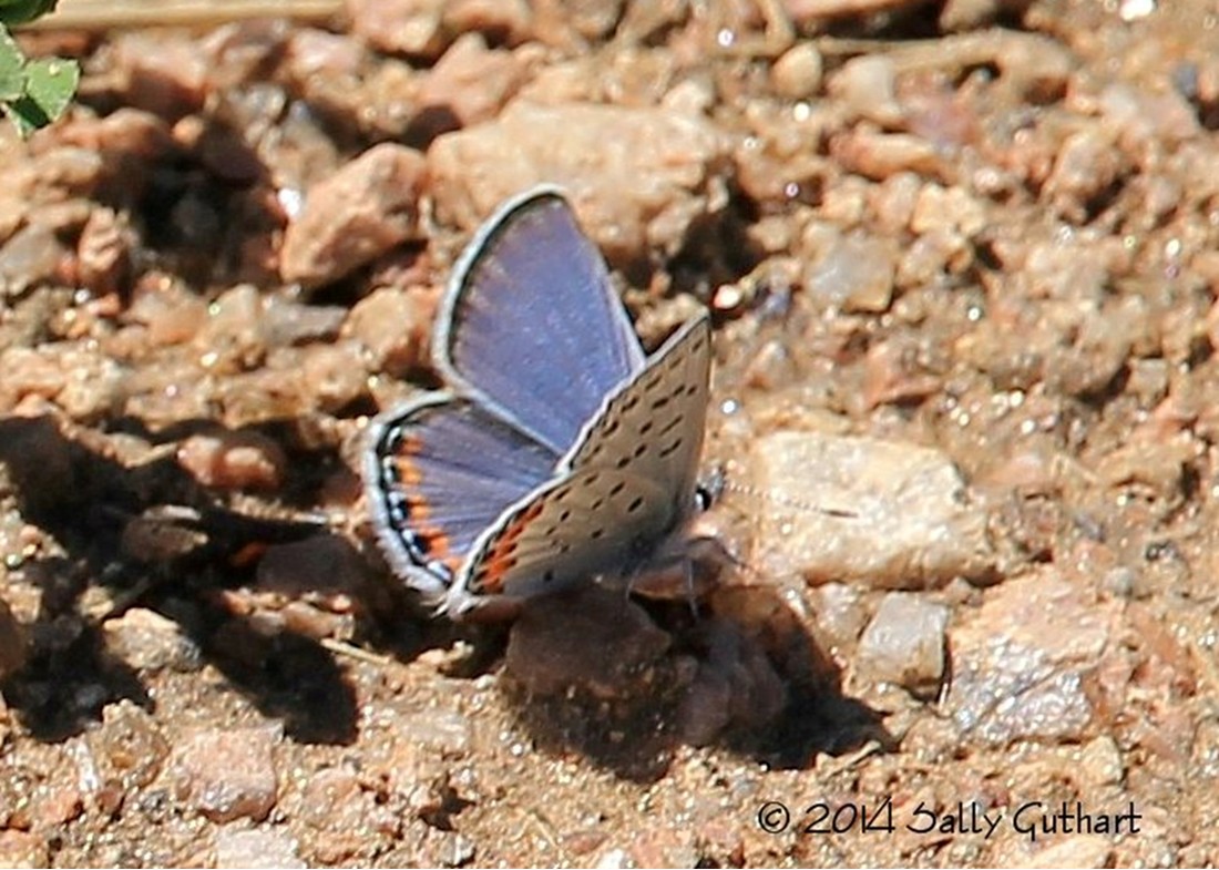 Colorado Butterflies and Moths of North America