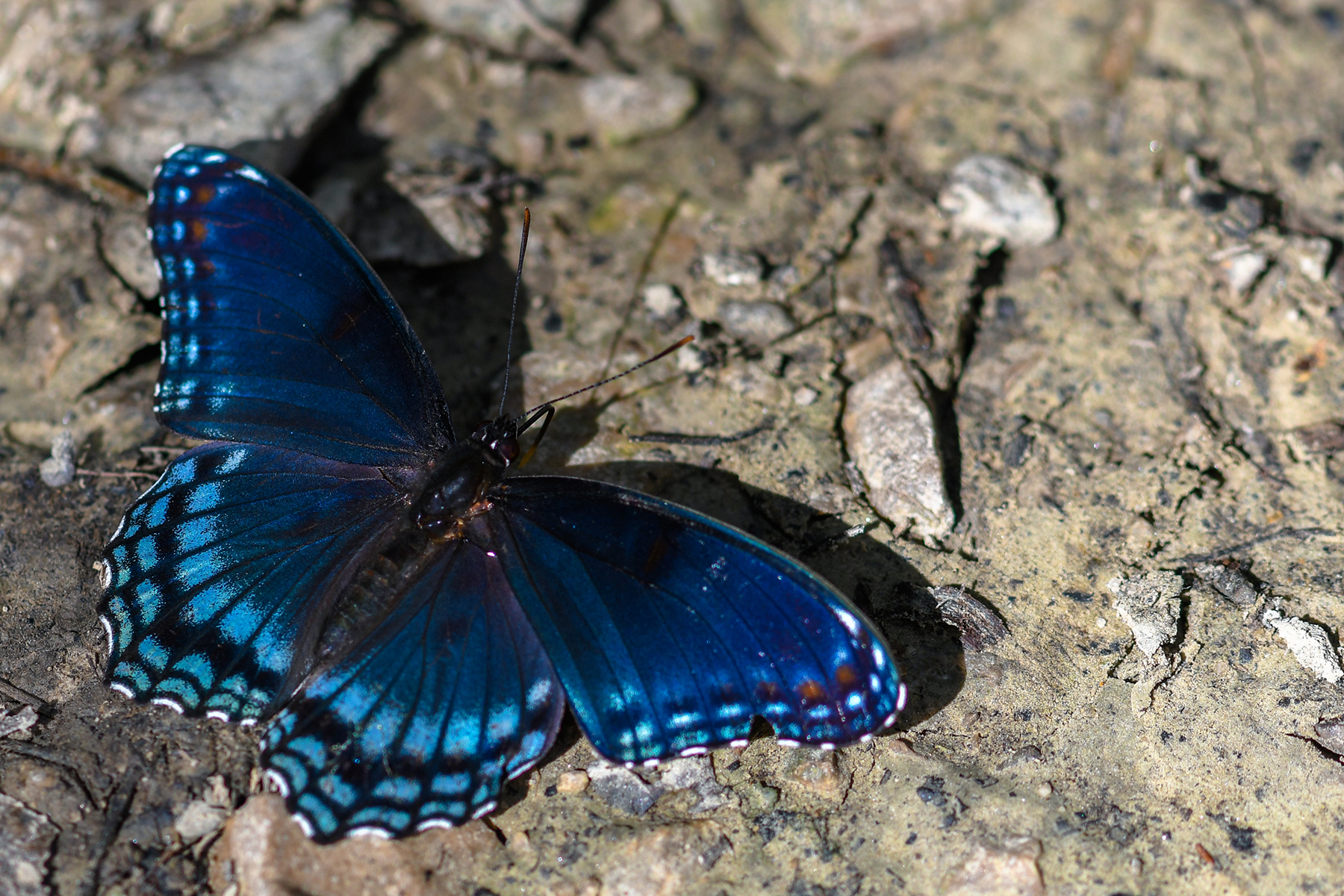 Indiana Butterflies and Moths of North America