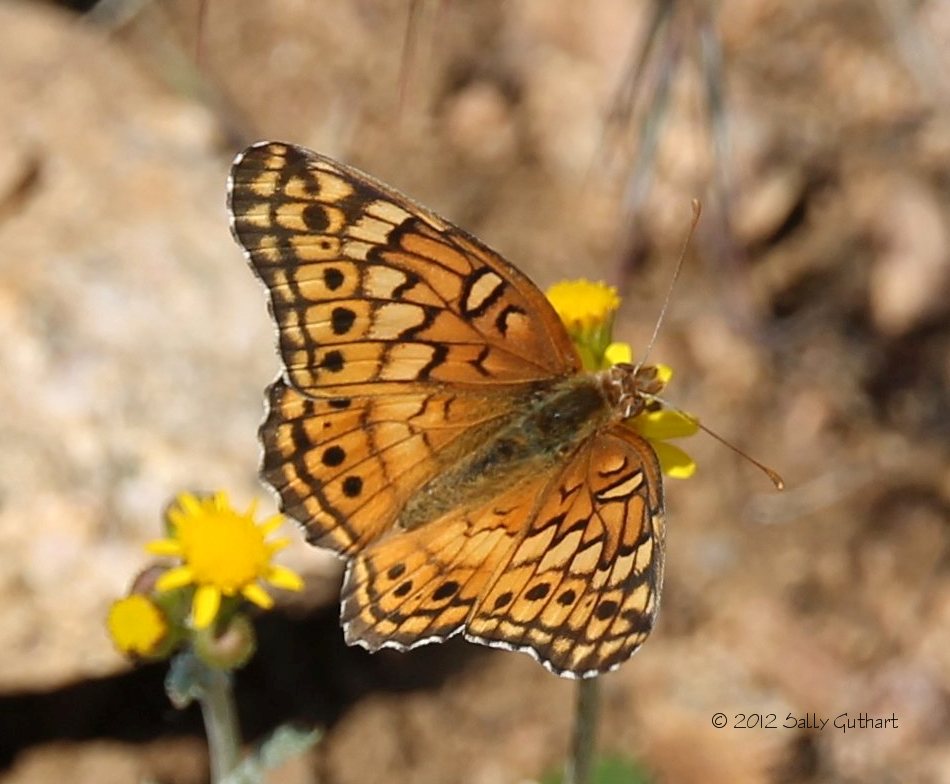 Colorado Butterflies and Moths of North America