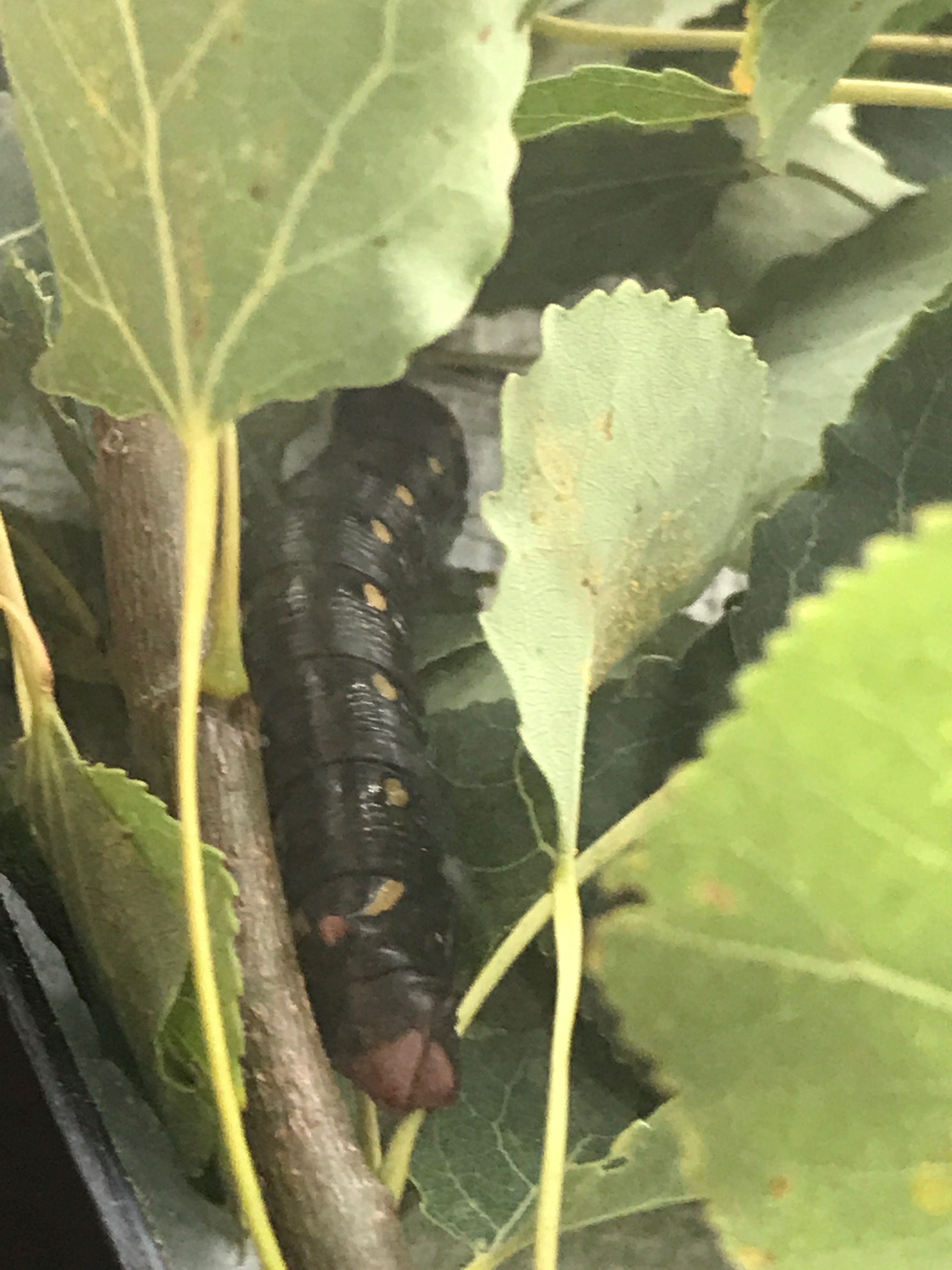 Caterpillar Identification Chart Alberta