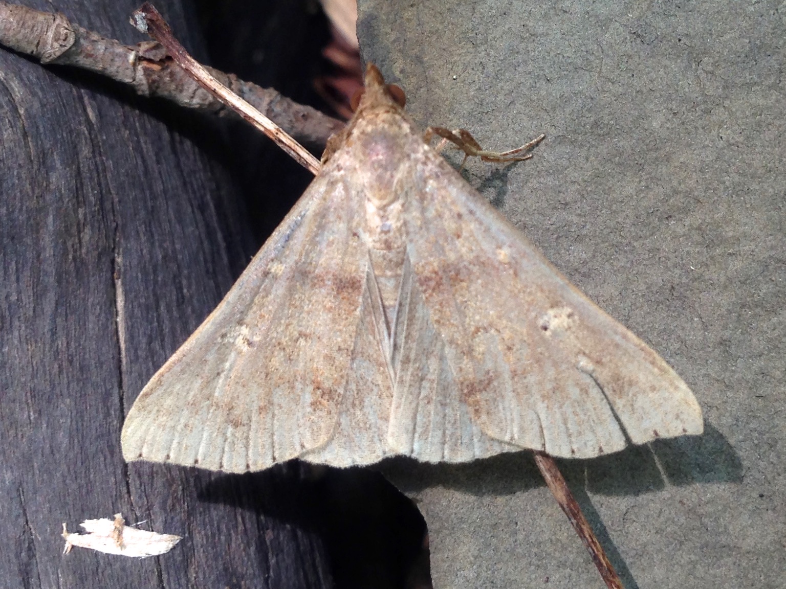 New York Butterflies and Moths of North America