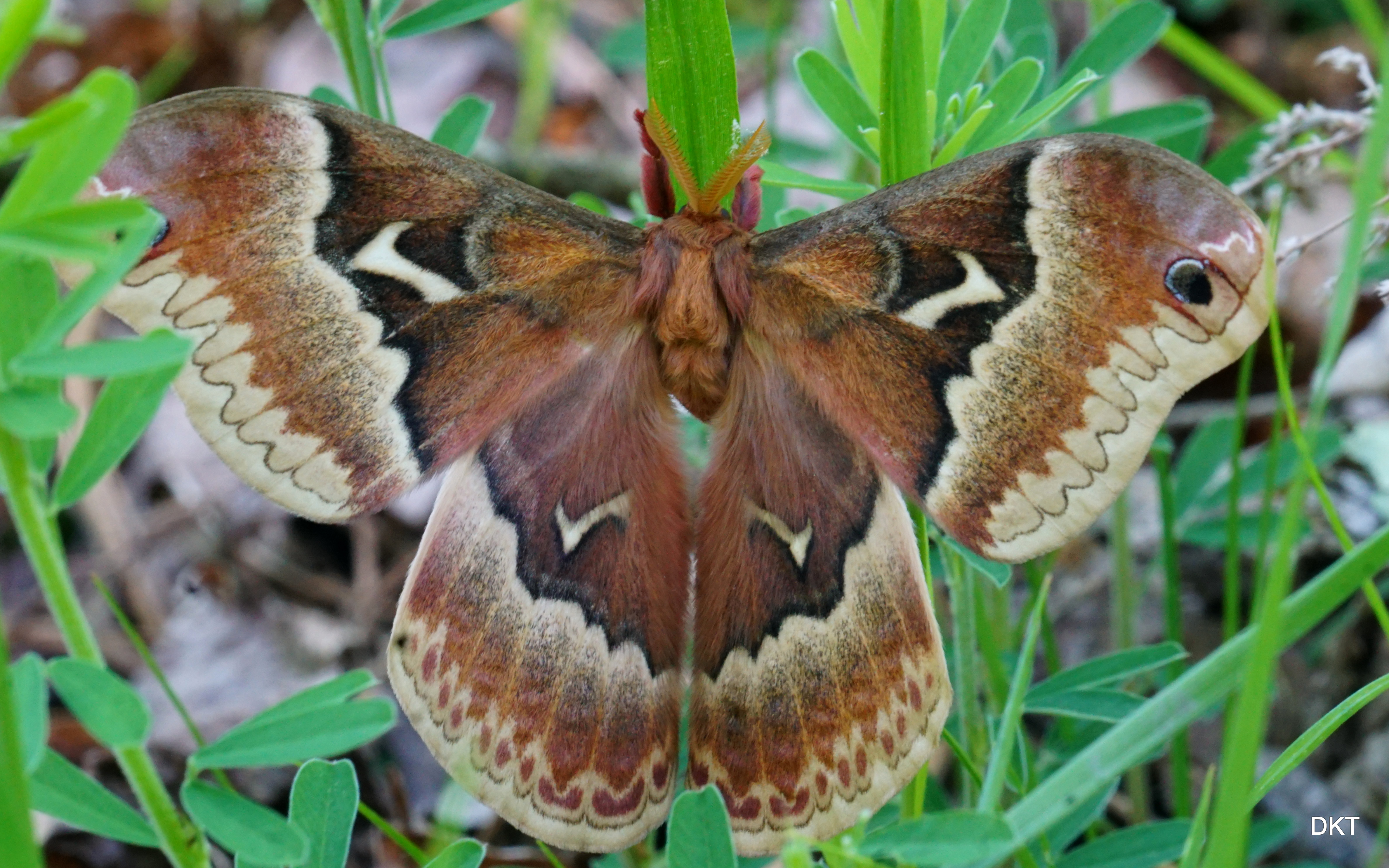 Sighting 1156885 Butterflies and Moths of North America