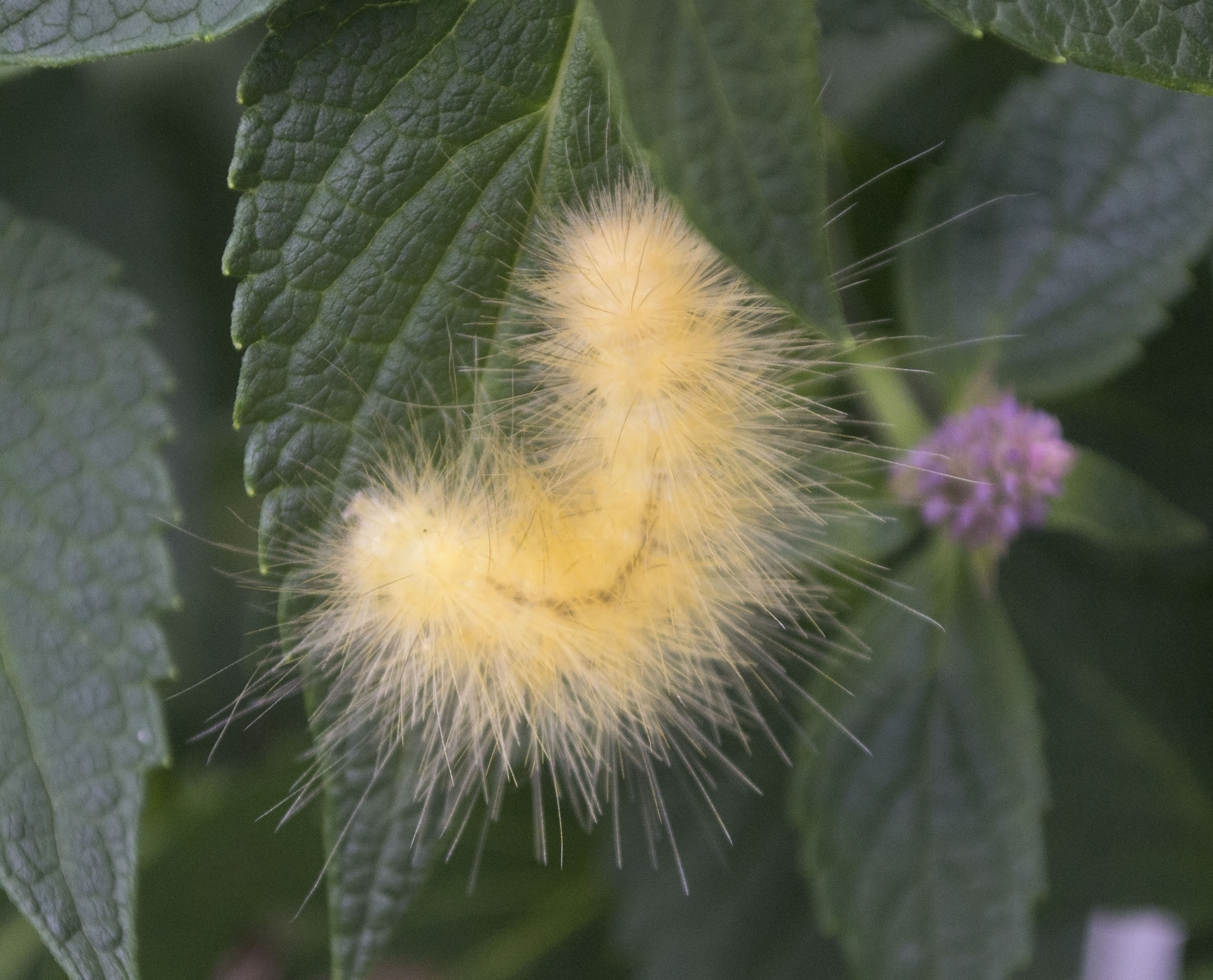 Massachusetts Butterflies and Moths of North America
