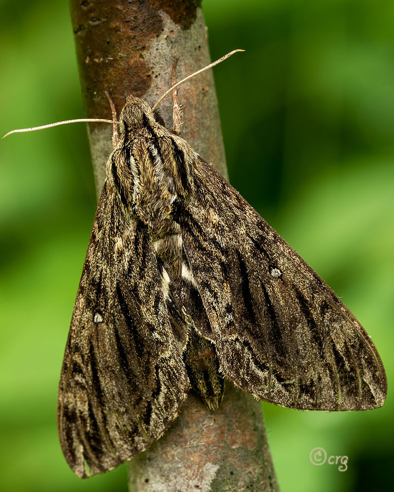 Hermit moth