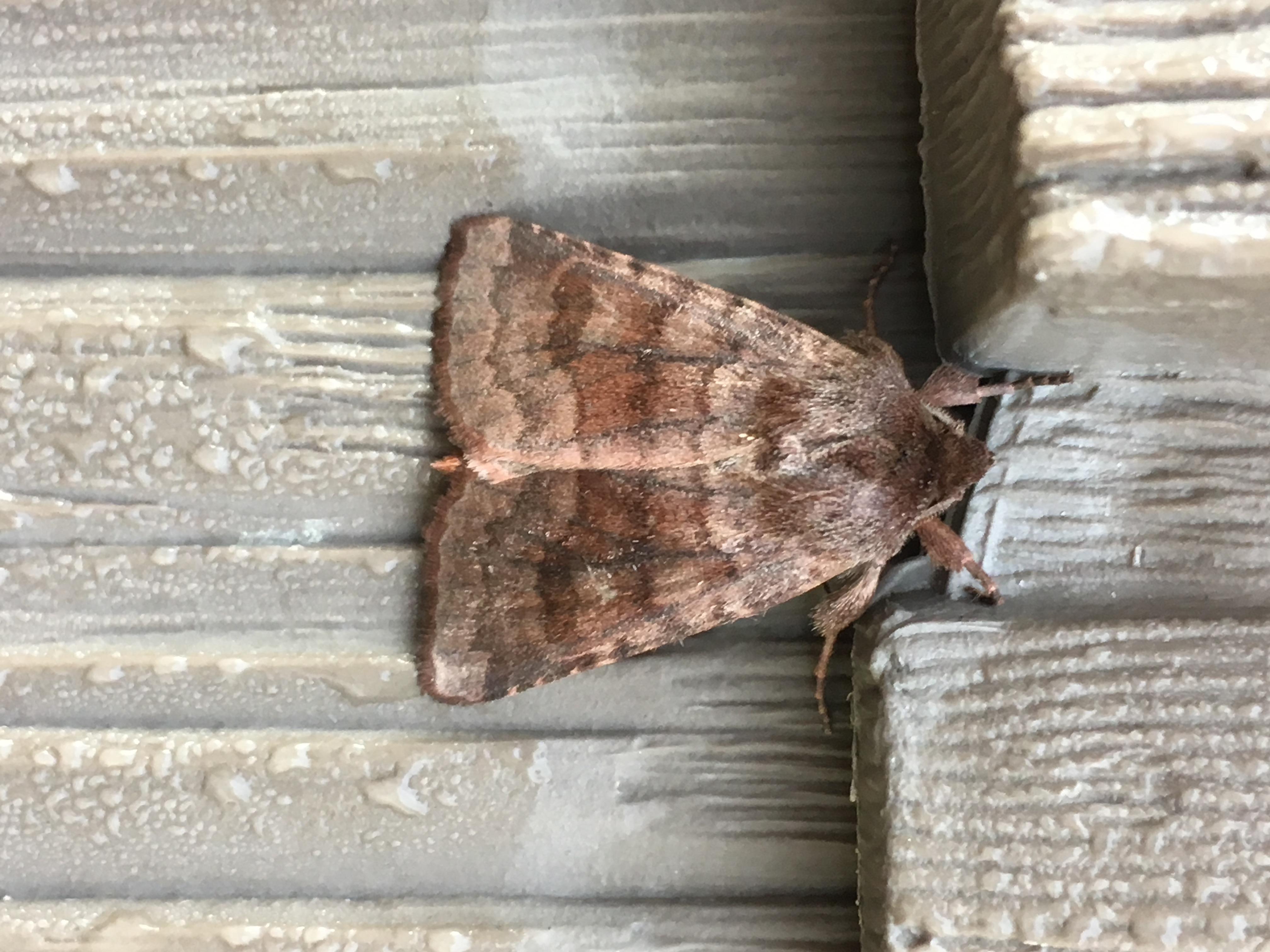 North Carolina Butterflies and Moths of North America