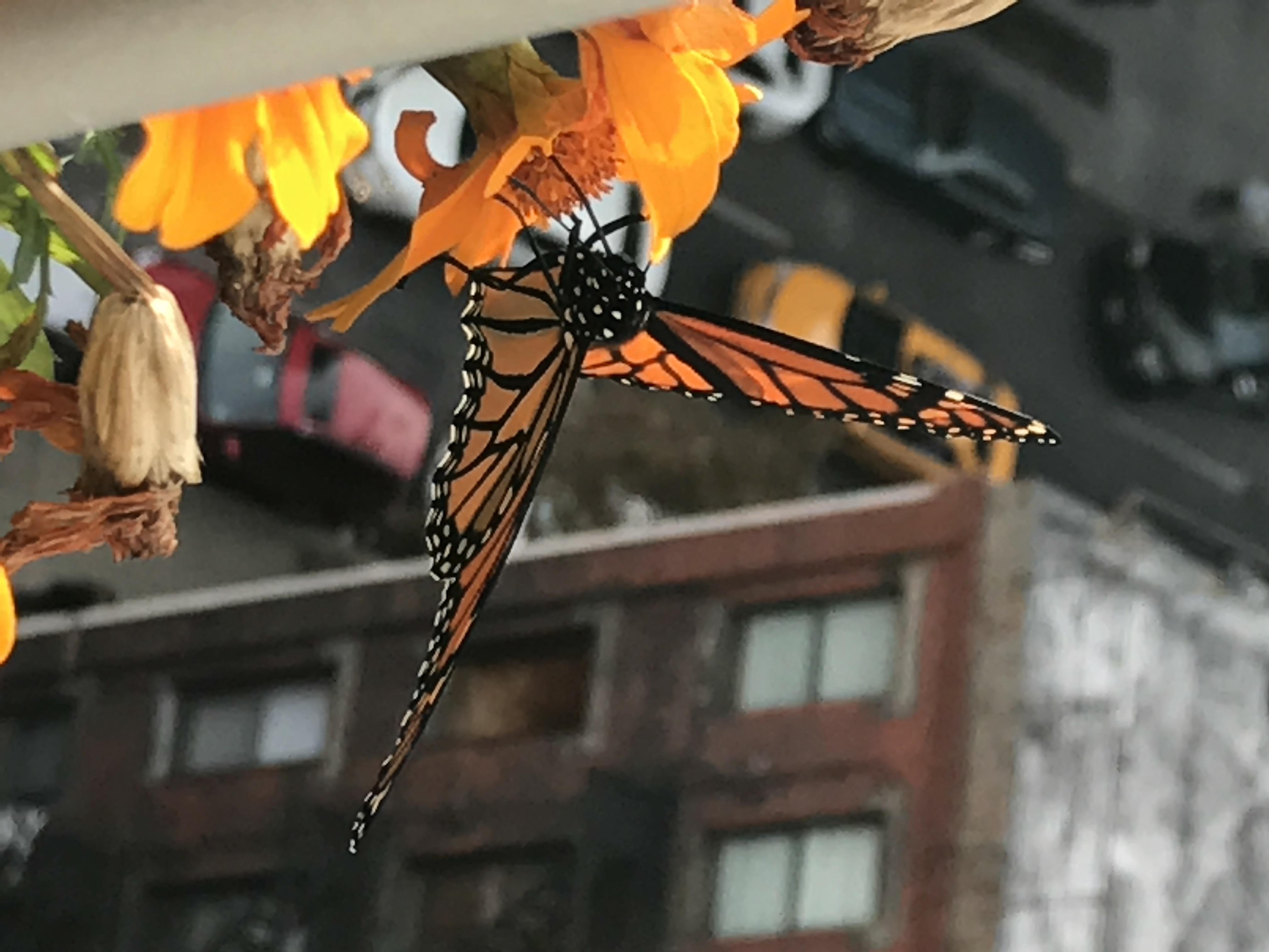 New York Butterflies and Moths of North America