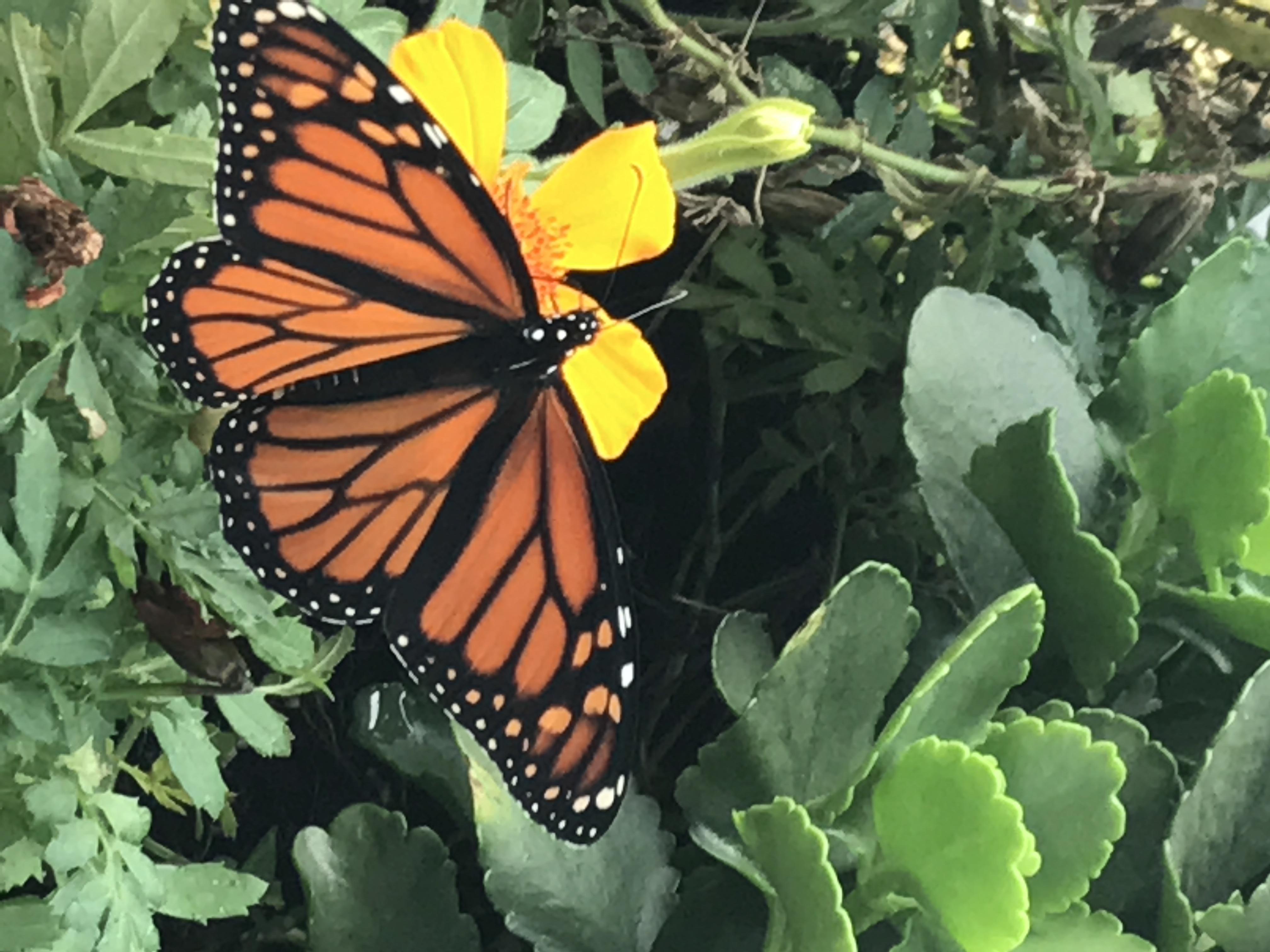 New York Butterflies and Moths of North America