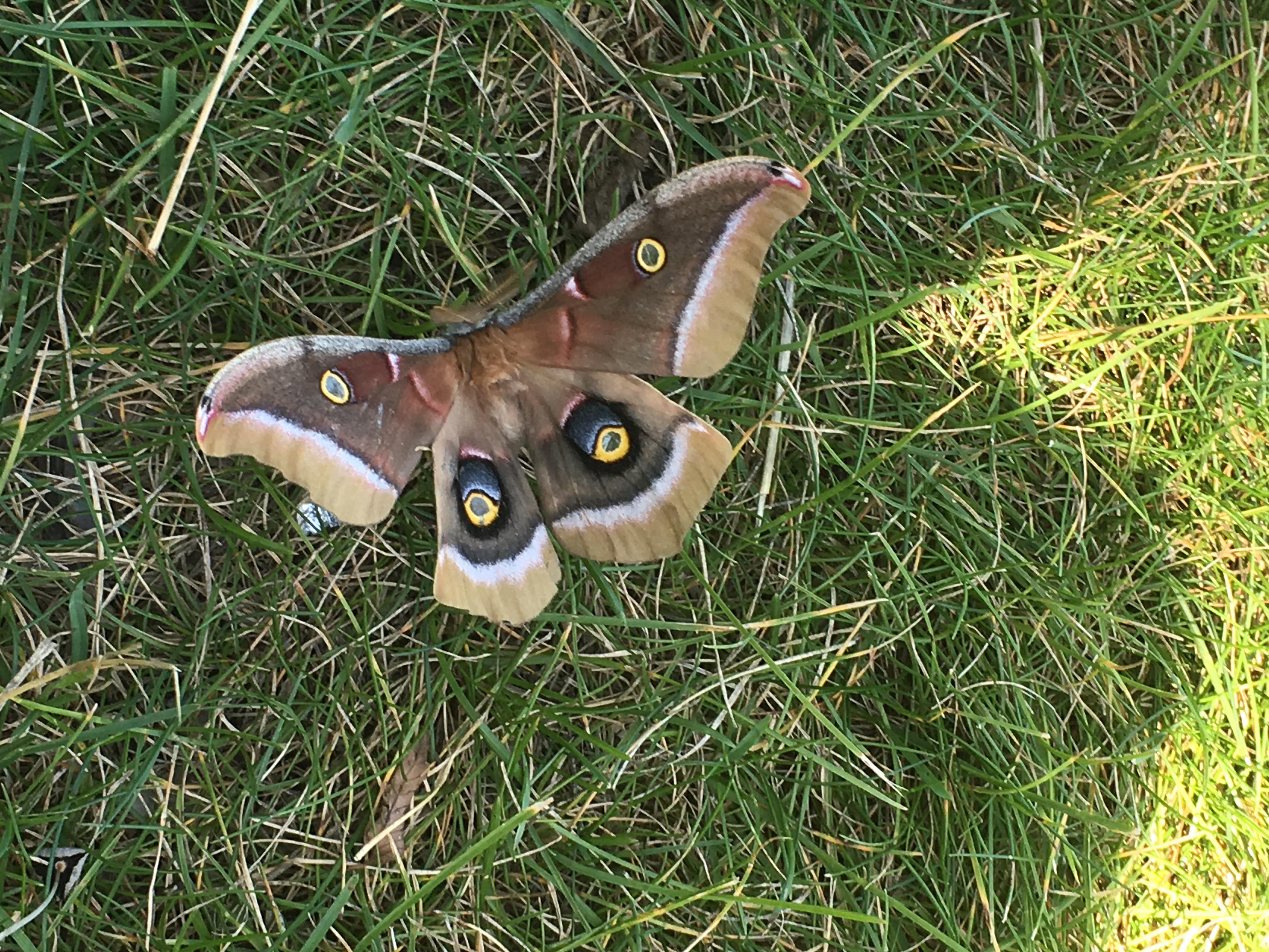 Butterfly, Moth, and Caterpillar Photographs from Alberta Butterflies