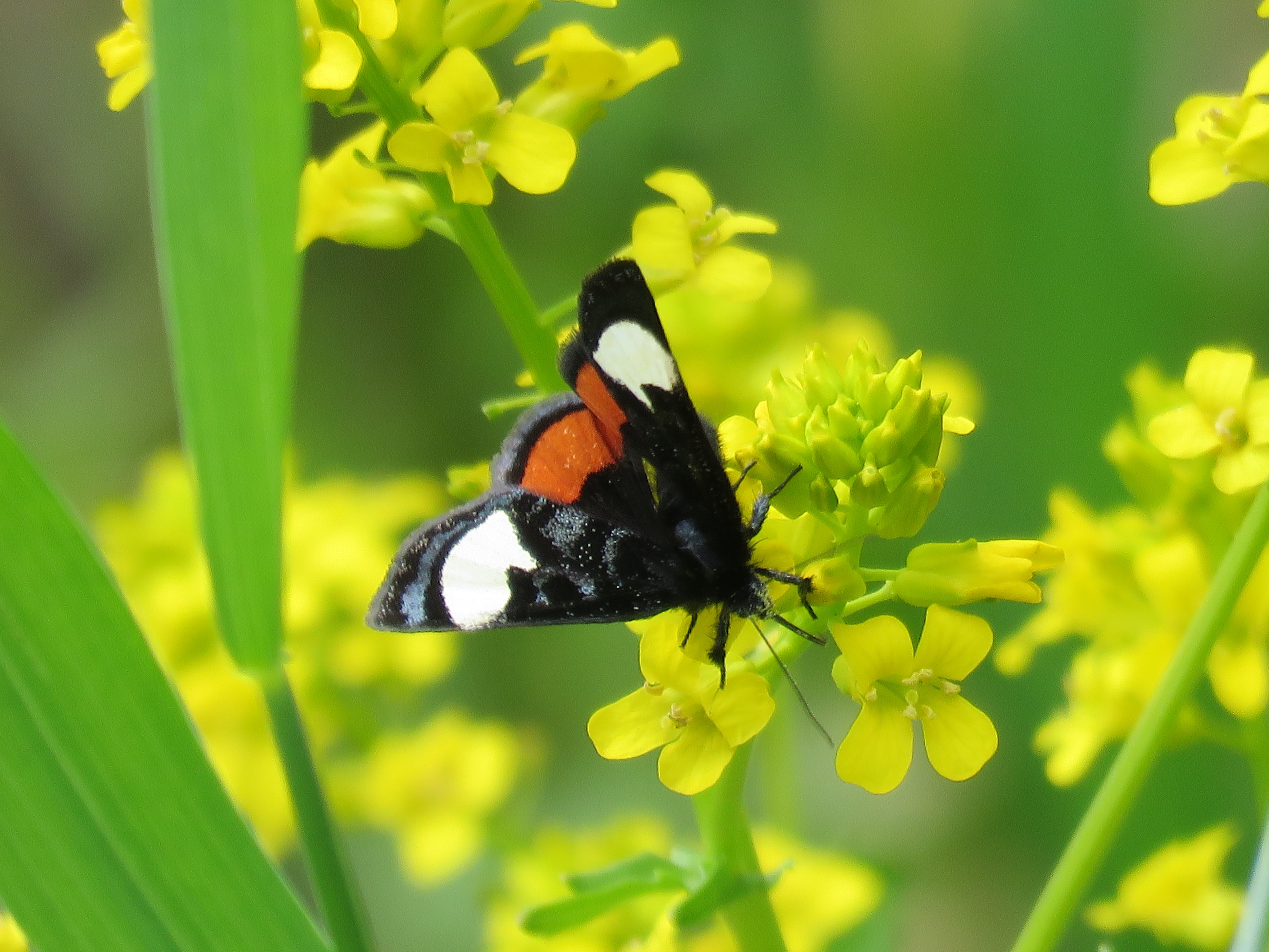 Massachusetts Butterflies and Moths of North America
