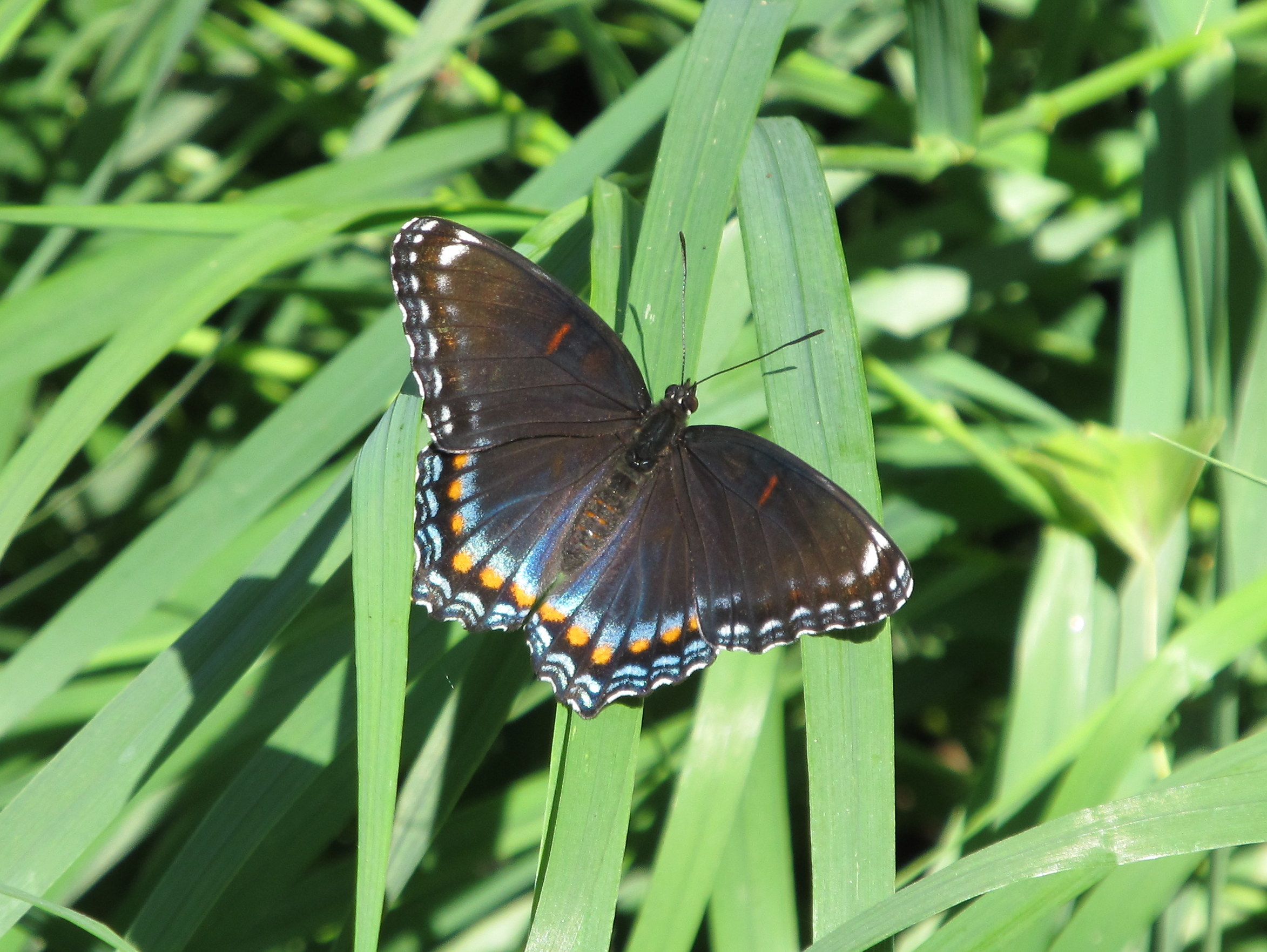 South Dakota Butterflies and Moths of North America
