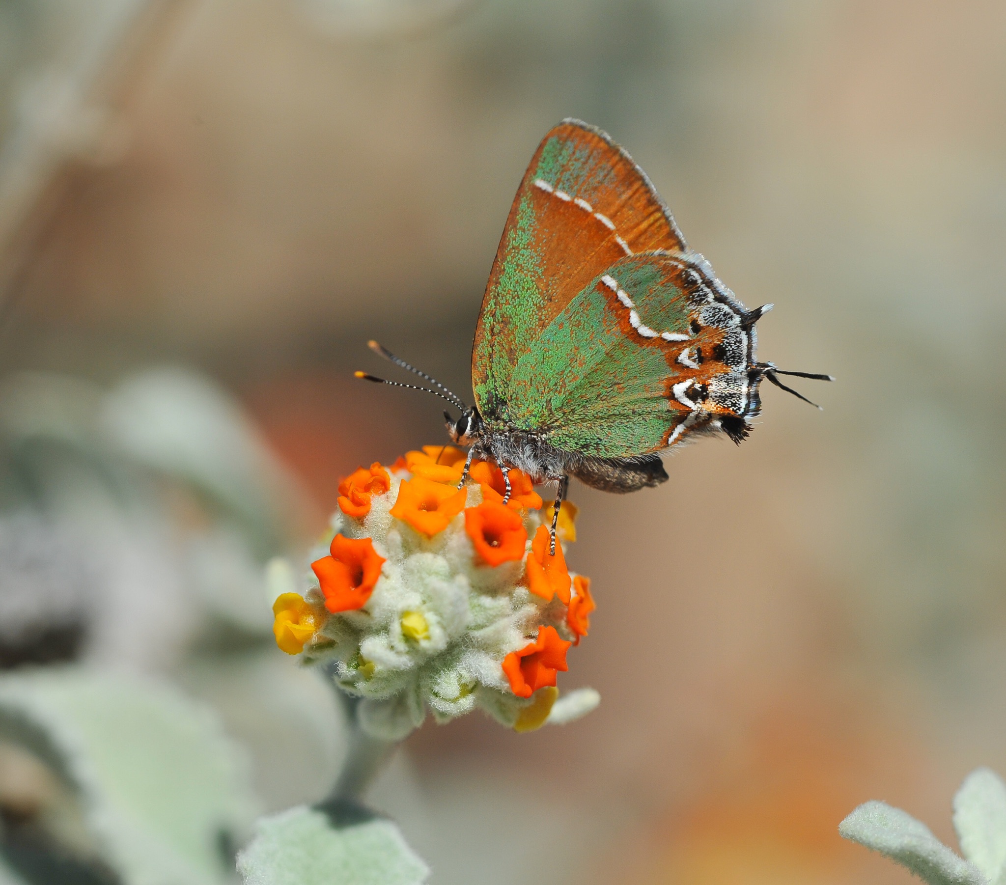 Arizona Butterflies and Moths of North America