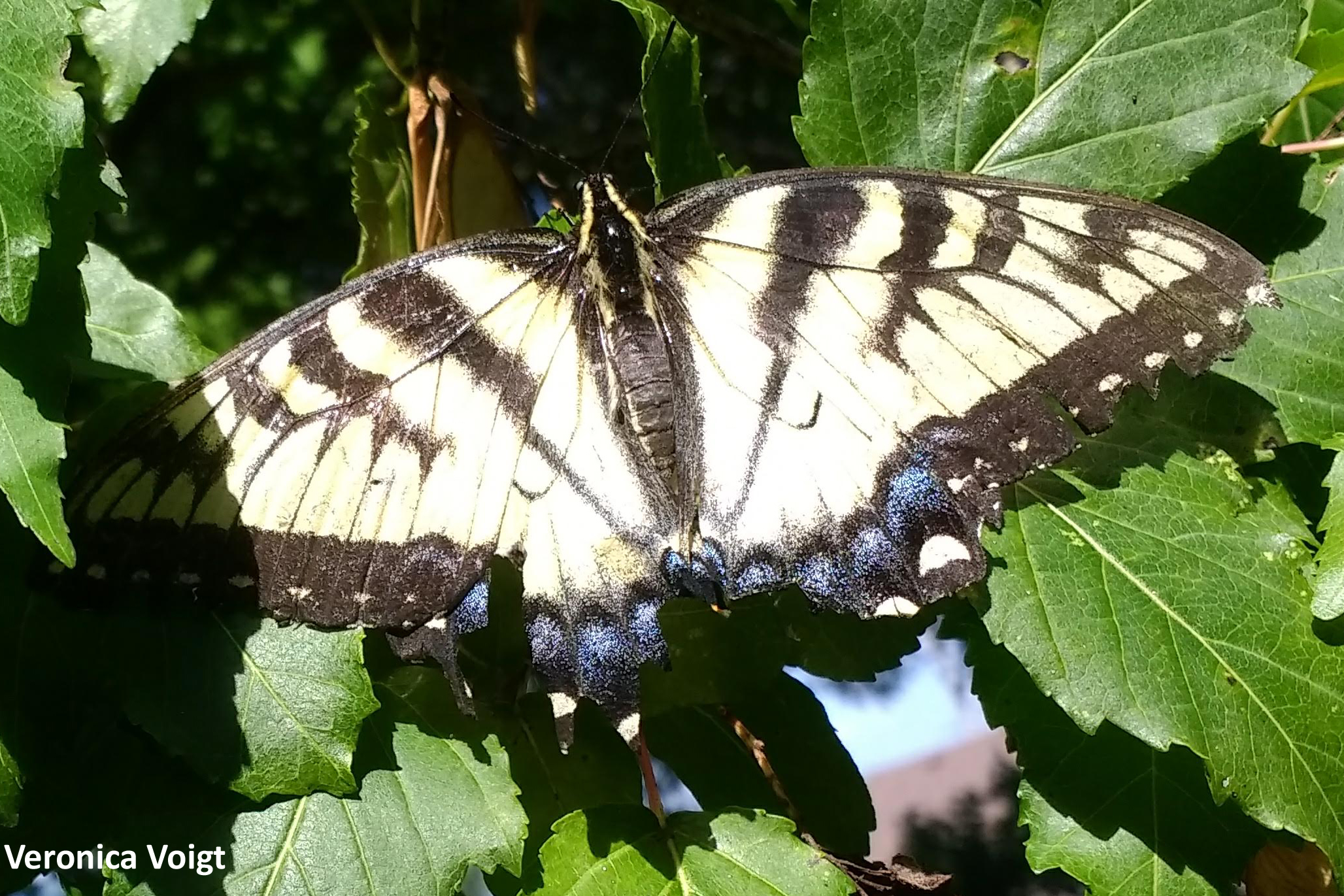 Minnesota Butterflies and Moths of North America