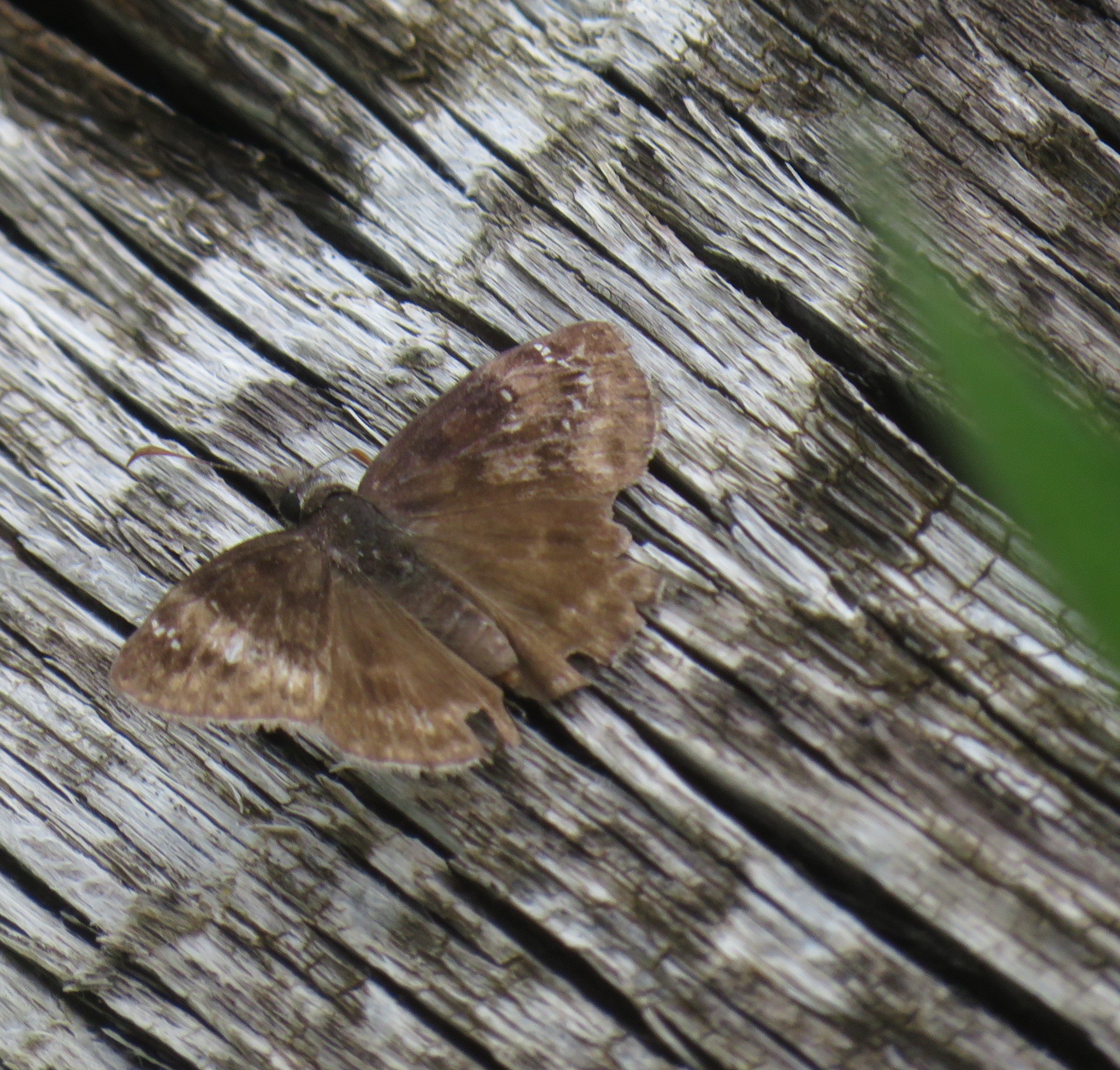Photographs from Pennsylvania Butterflies and Moths of North America