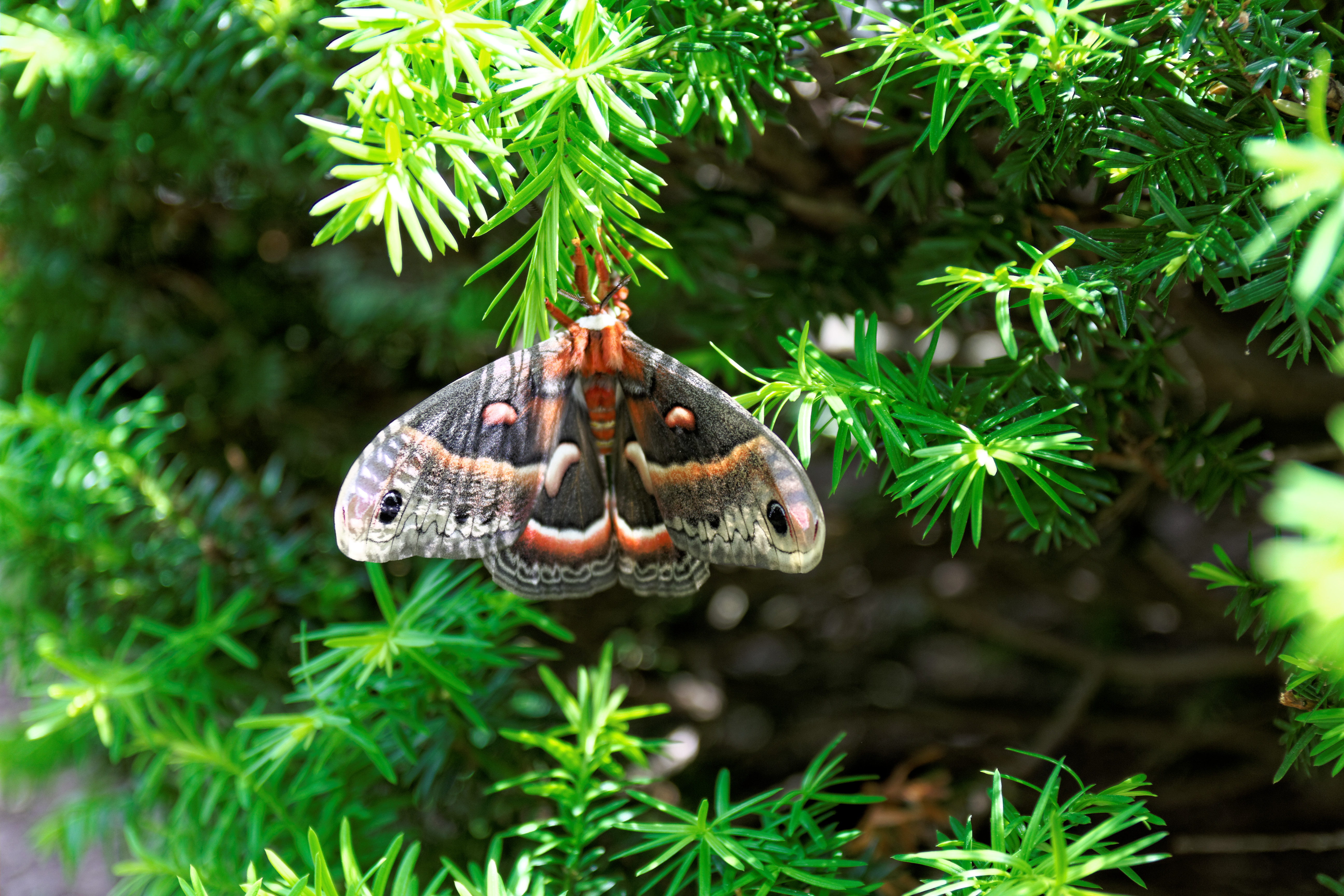 Sighting 1168257 Butterflies and Moths of North America