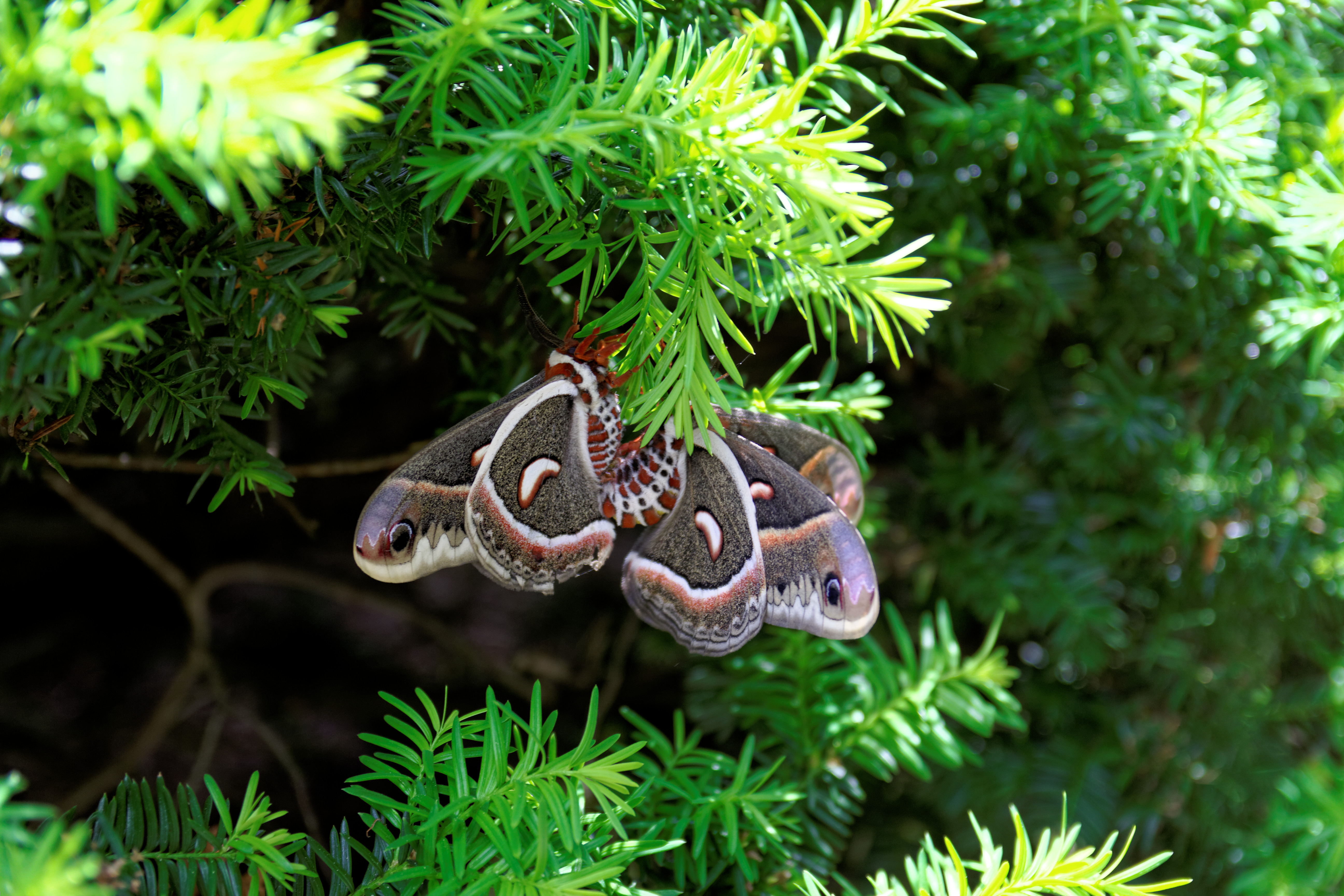 Sighting 1168257 Butterflies and Moths of North America