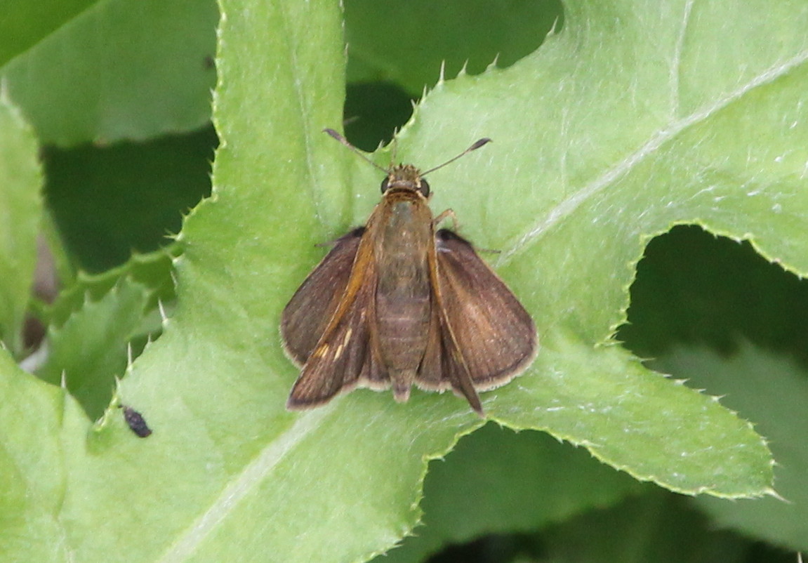 Pennsylvania Butterflies and Moths of North America