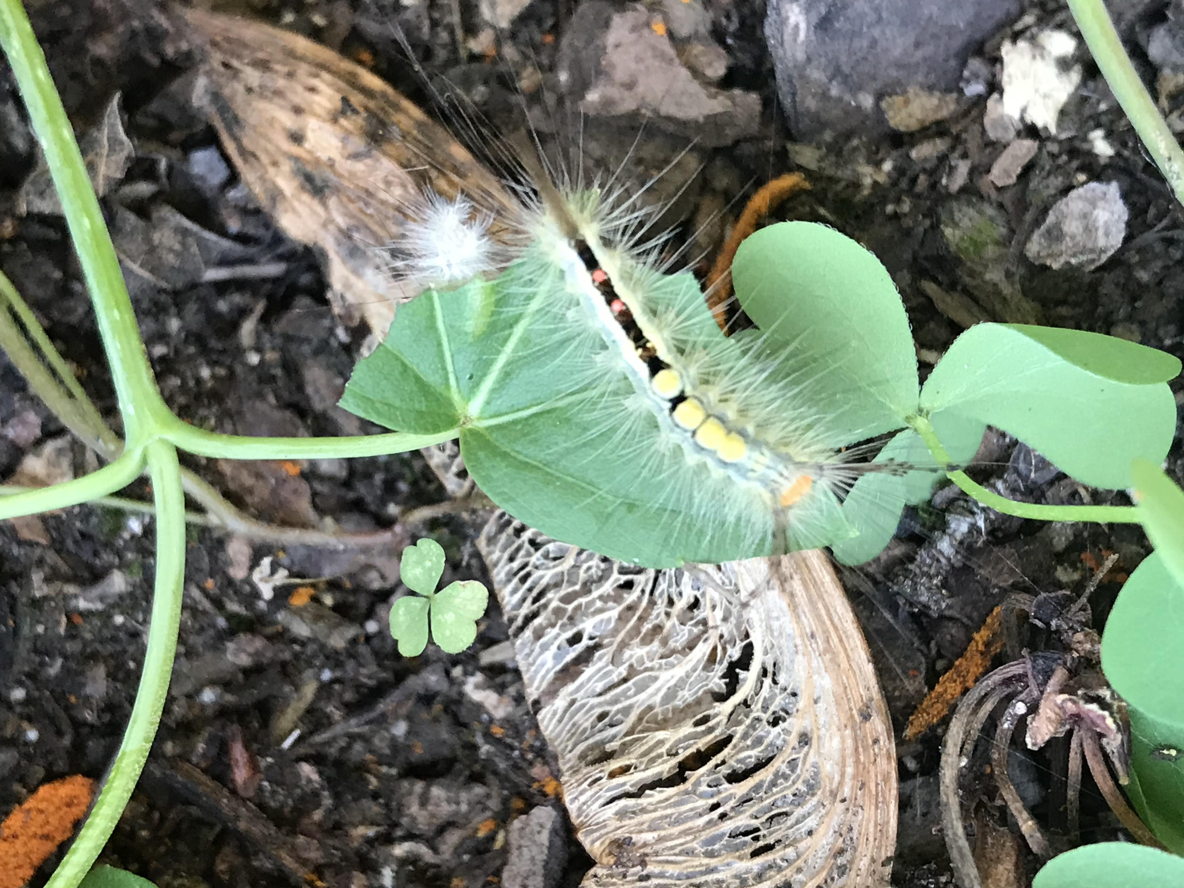 Indiana Butterflies and Moths of North America
