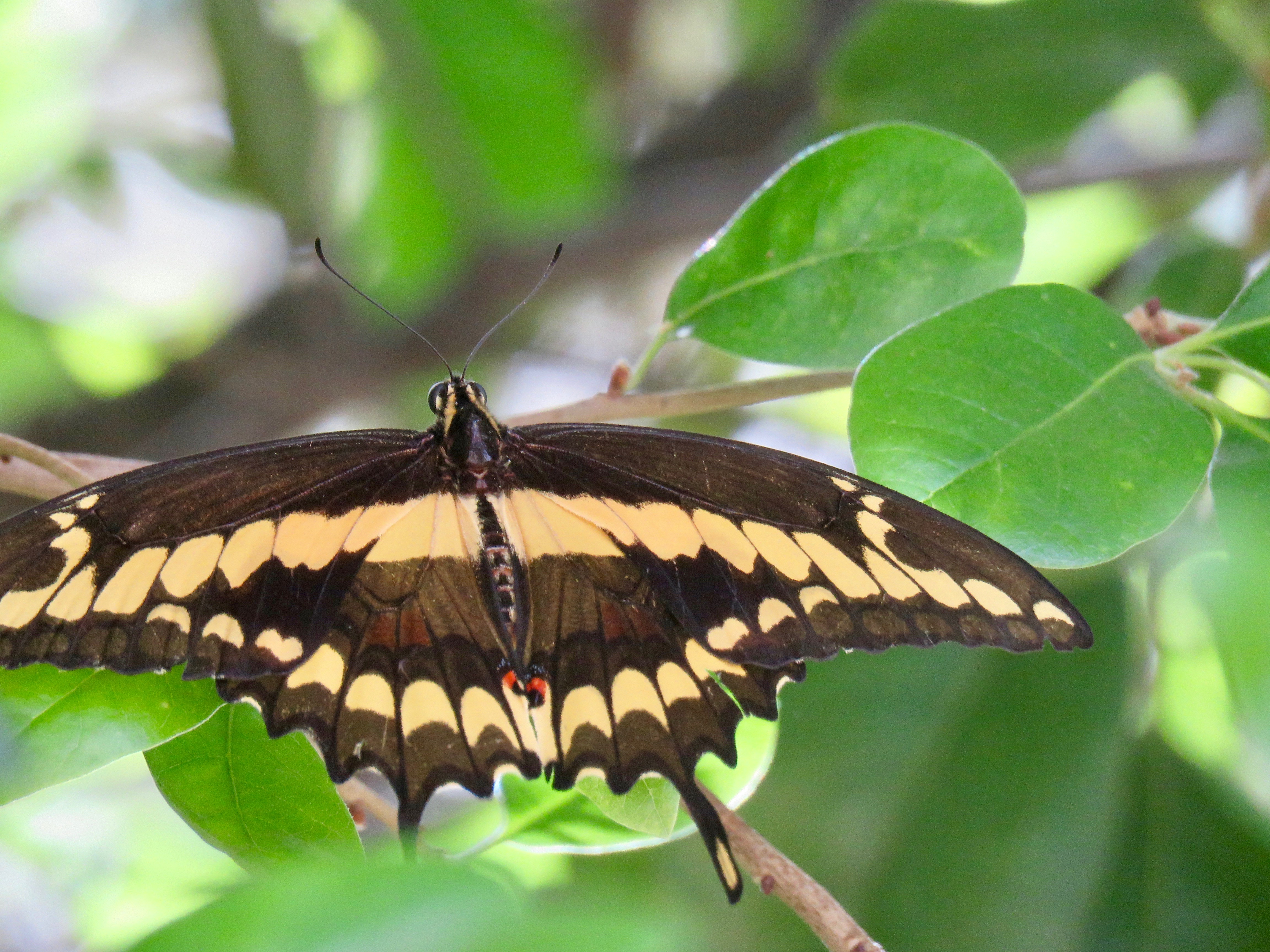 Arizona Butterflies and Moths of North America