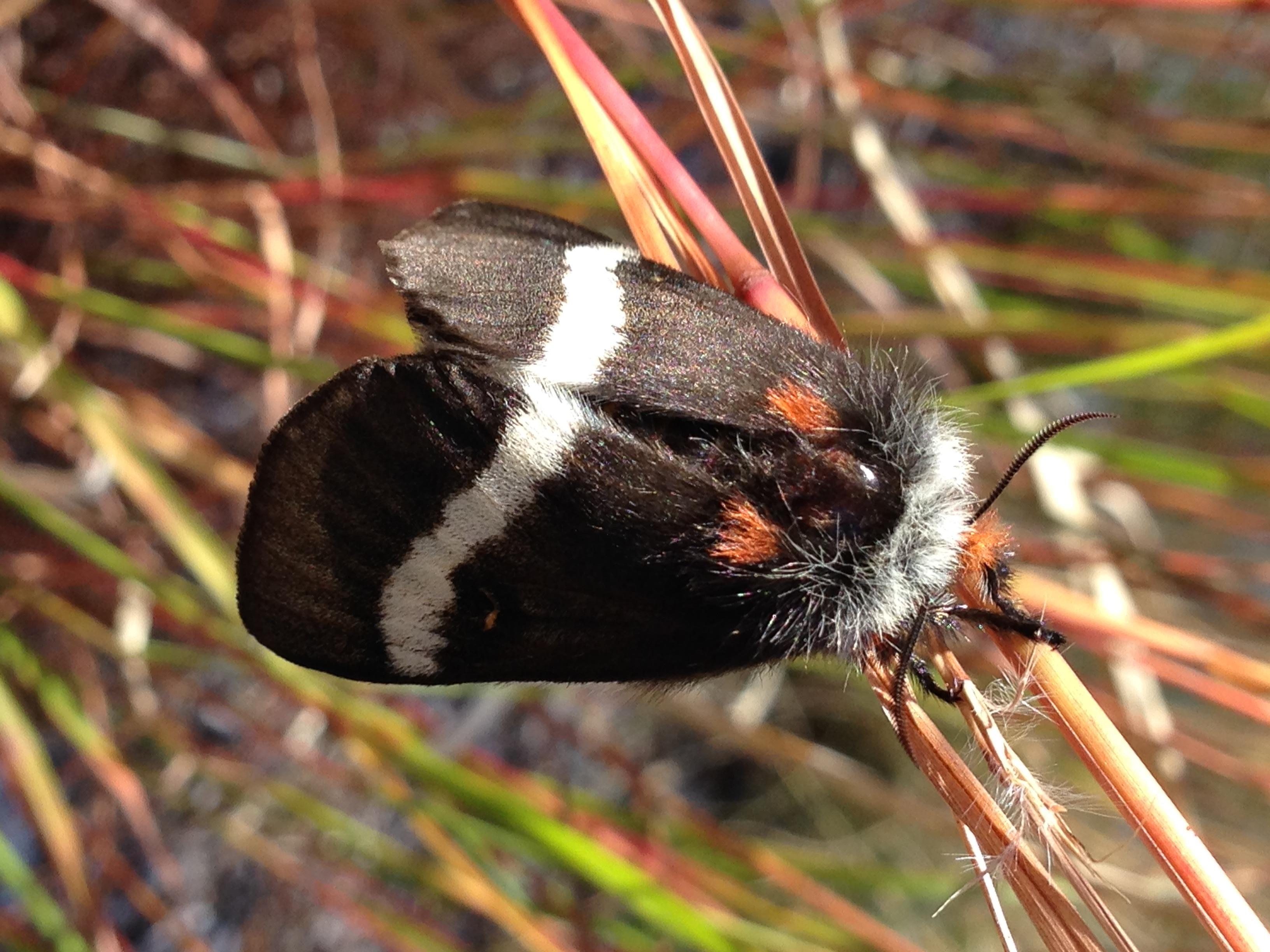 North Carolina Butterflies and Moths of North America