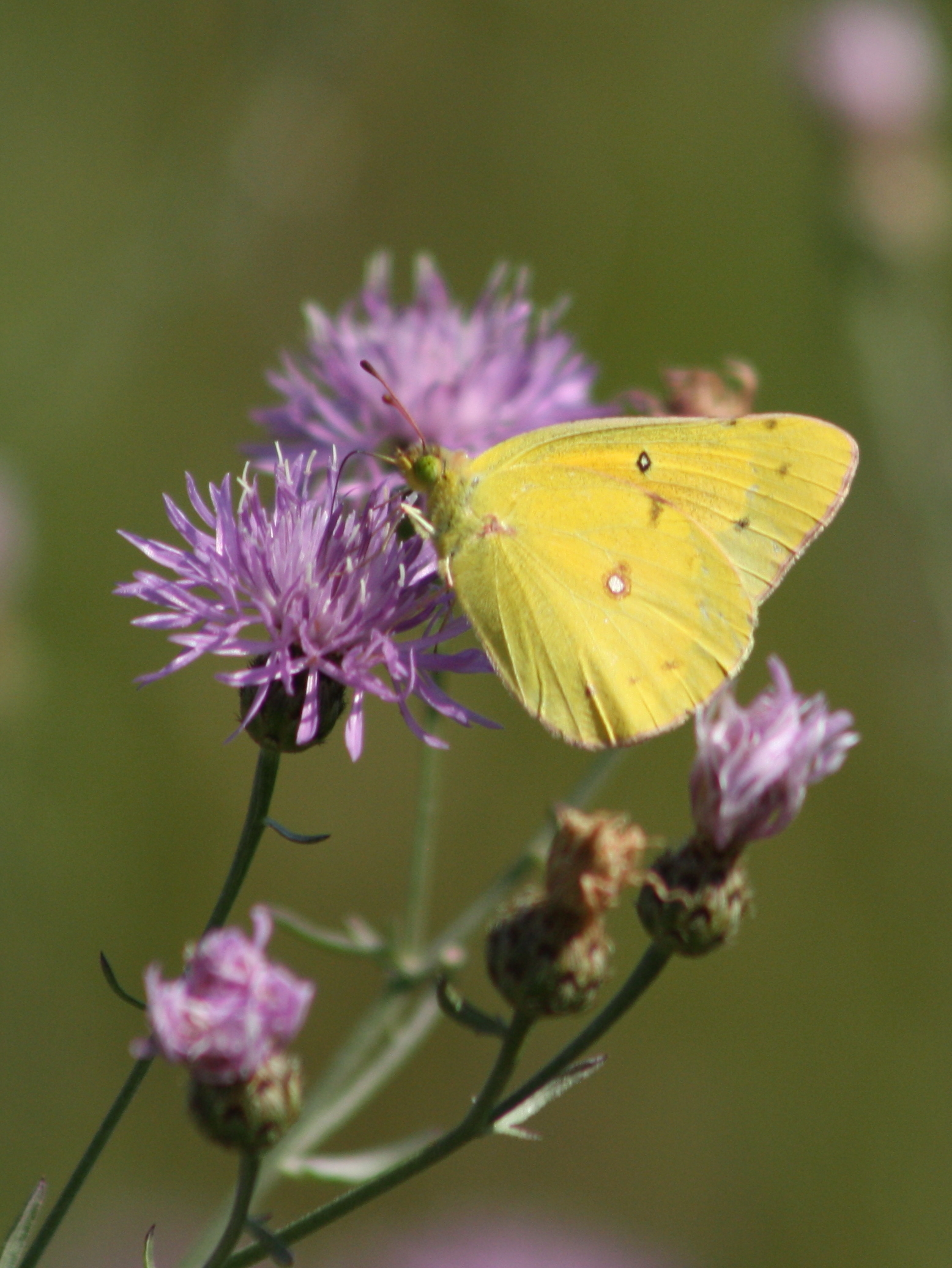 Massachusetts Butterflies and Moths of North America