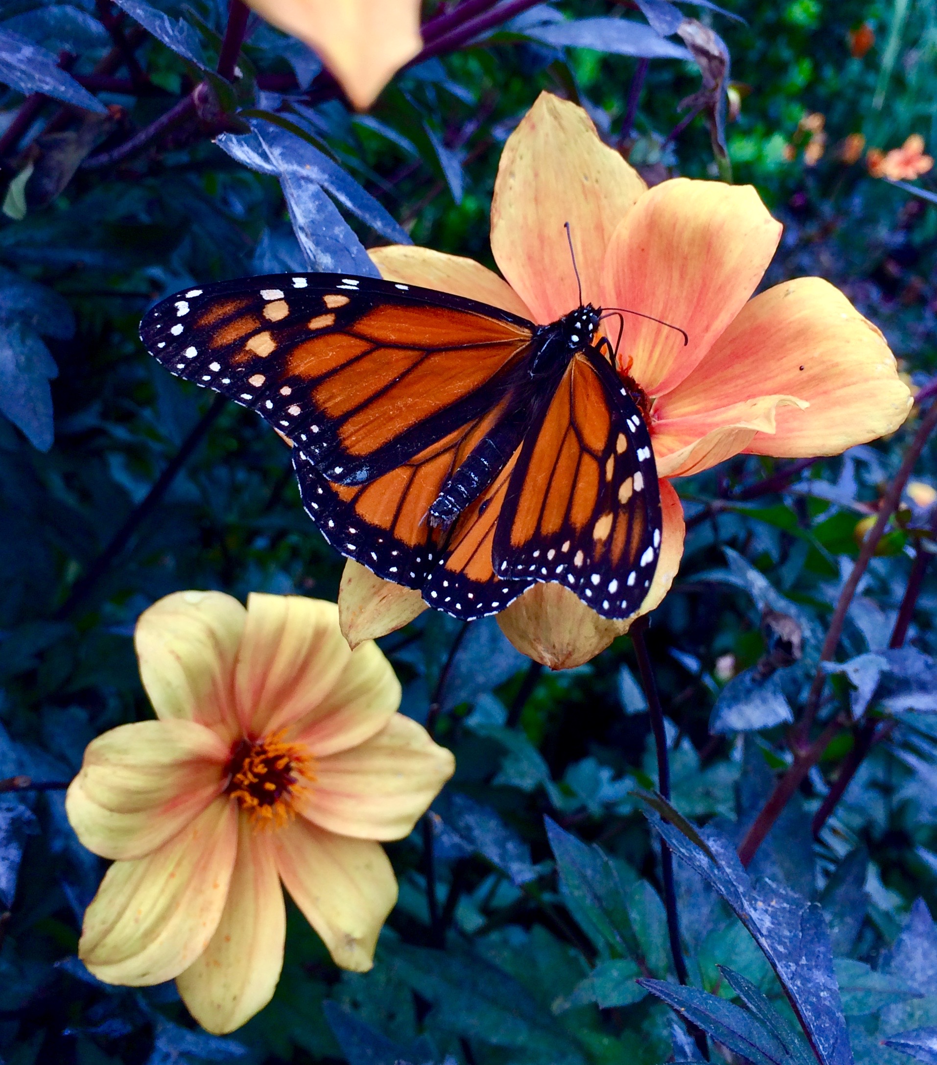 Pennsylvania Butterflies and Moths of North America