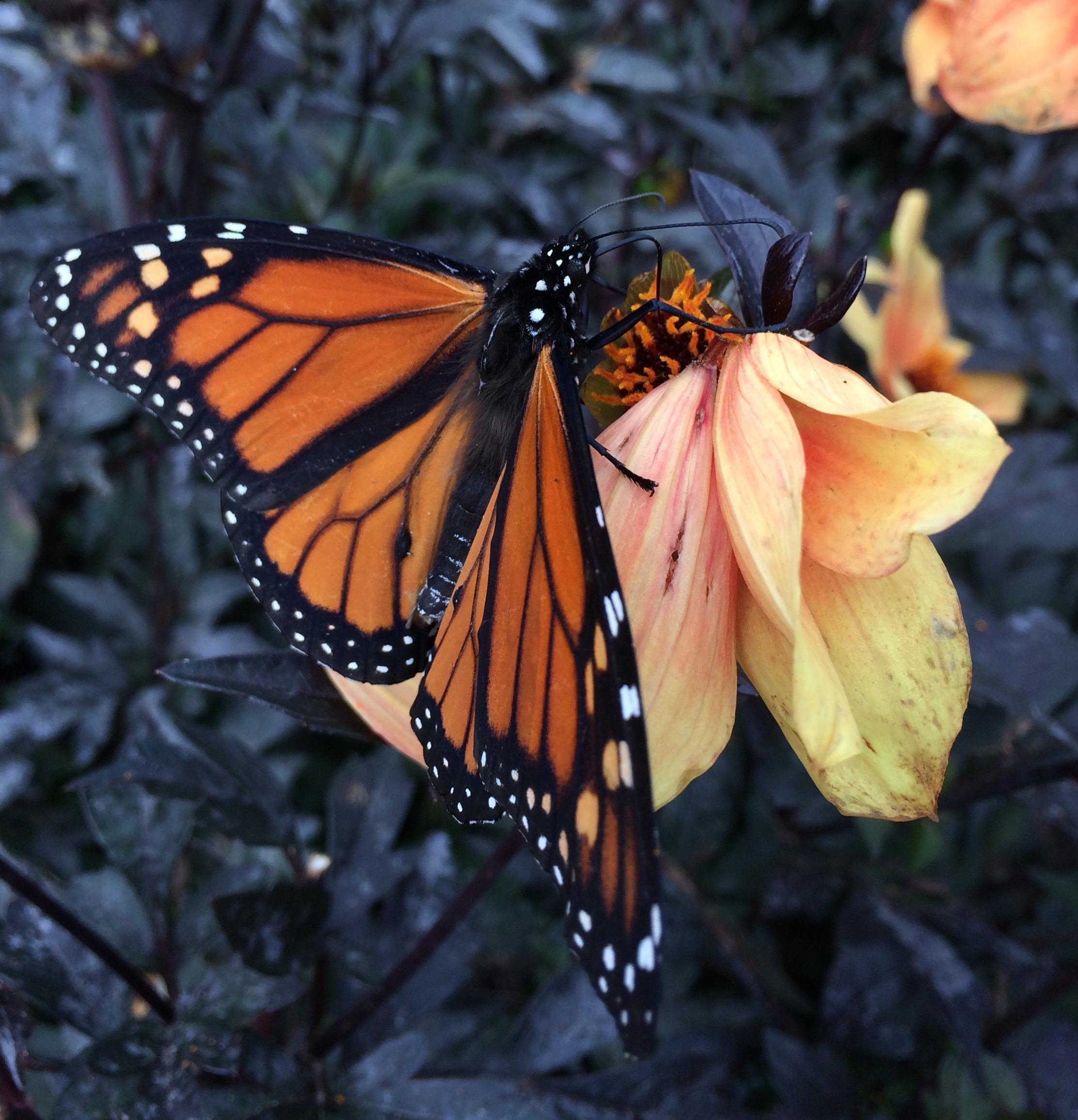 Pennsylvania Butterflies and Moths of North America