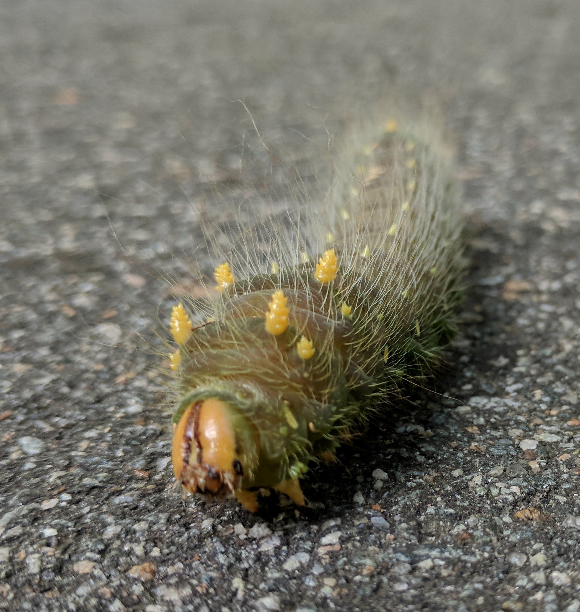 North Carolina Butterflies and Moths of North America