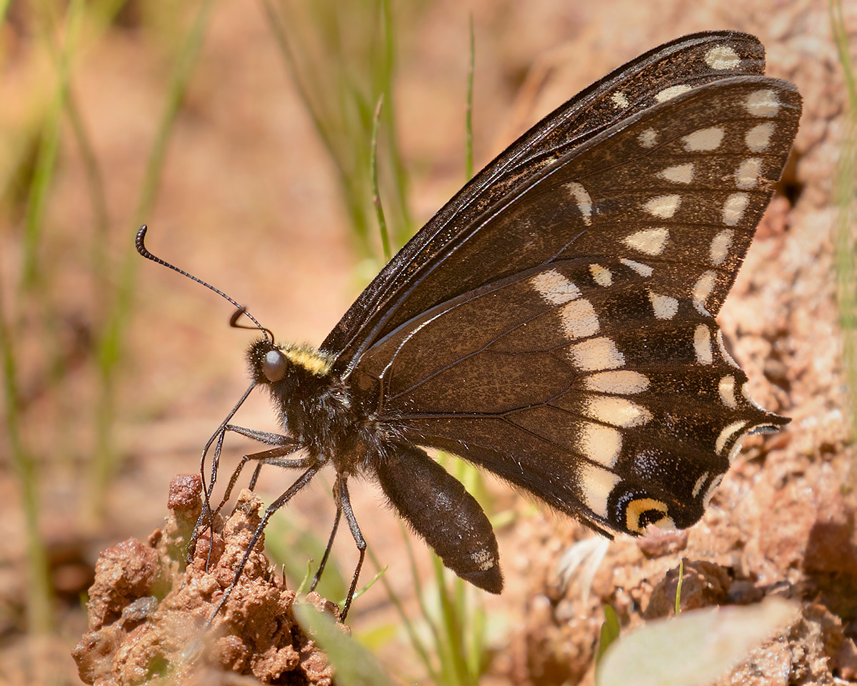 Butterfly, Moth, and Caterpillar Photographs from South Dakota