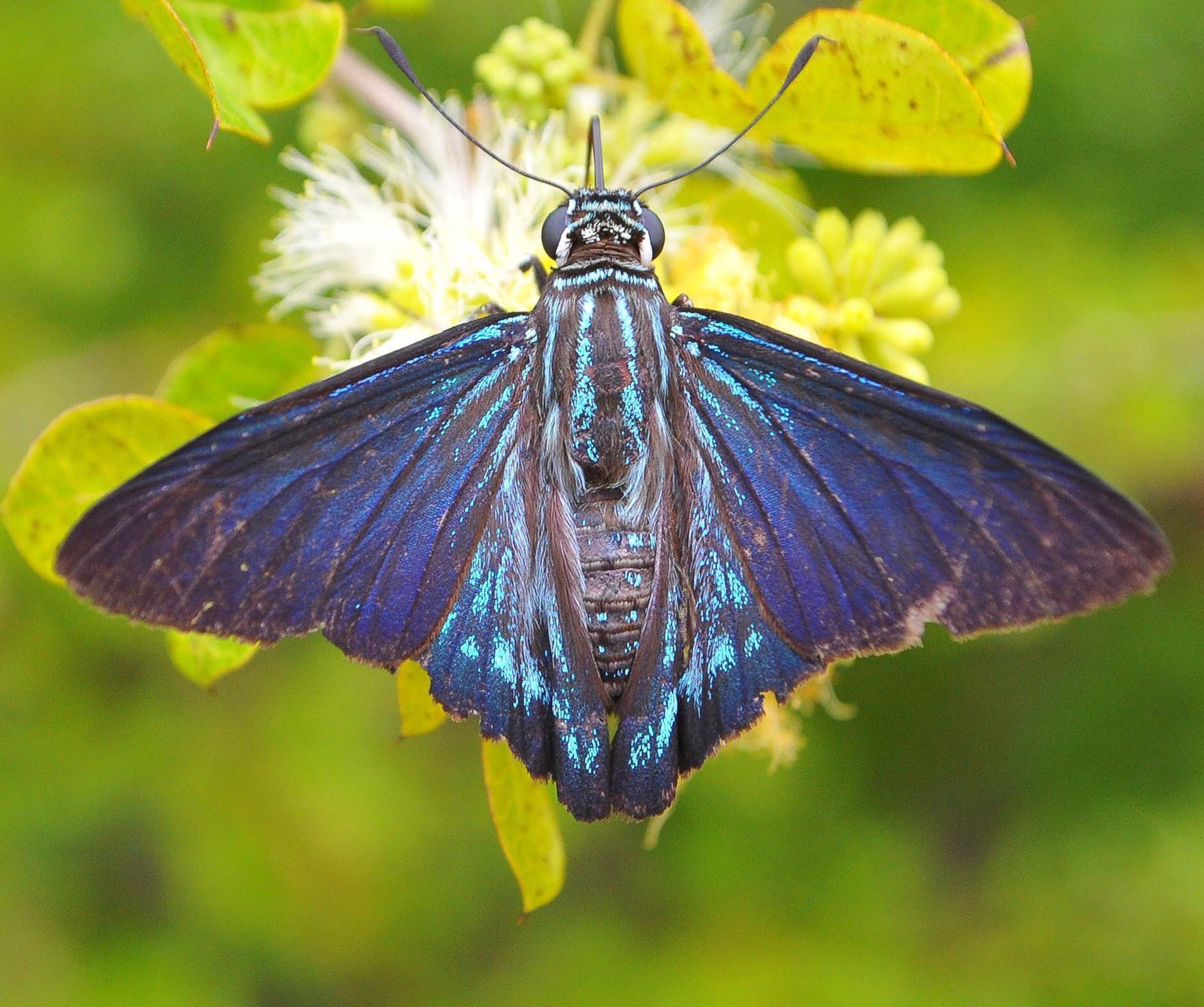 North American Butterfly Identification Chart