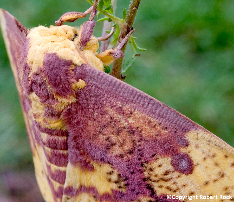 Sighting 1156141 Butterflies and Moths of North America