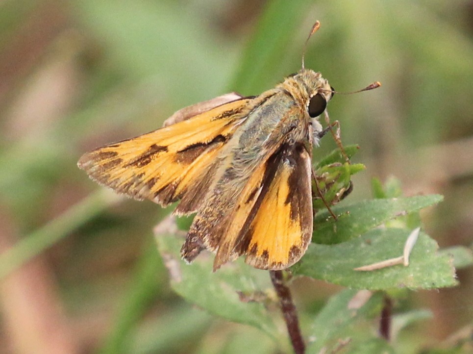North Carolina Butterflies and Moths of North America