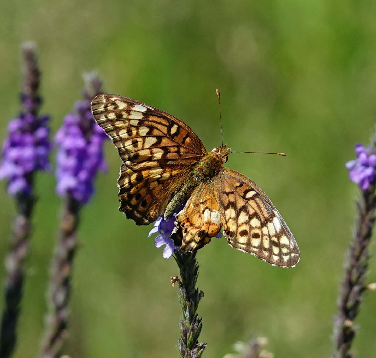 South Dakota Butterflies and Moths of North America
