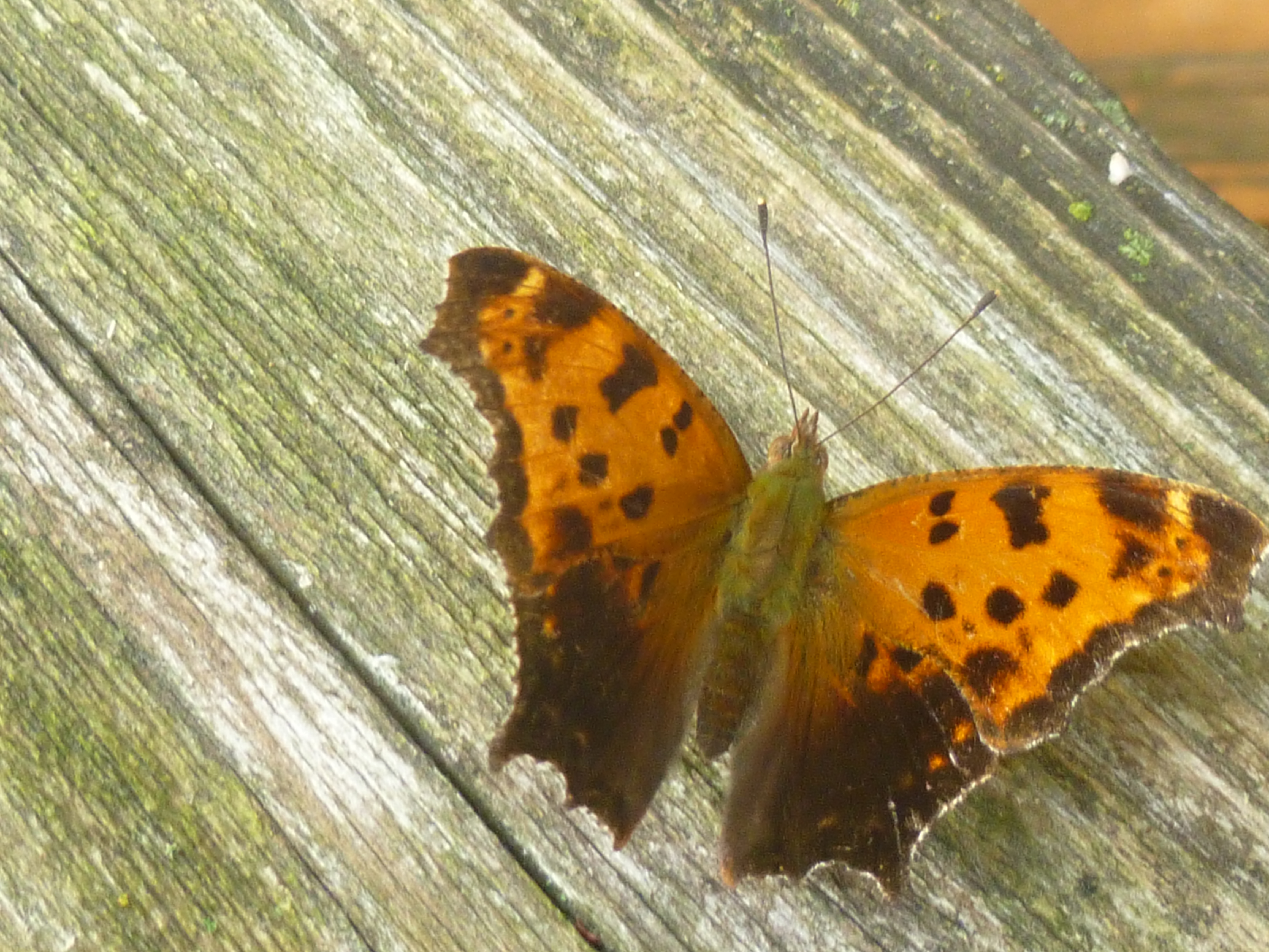 Ohio Butterflies and Moths of North America