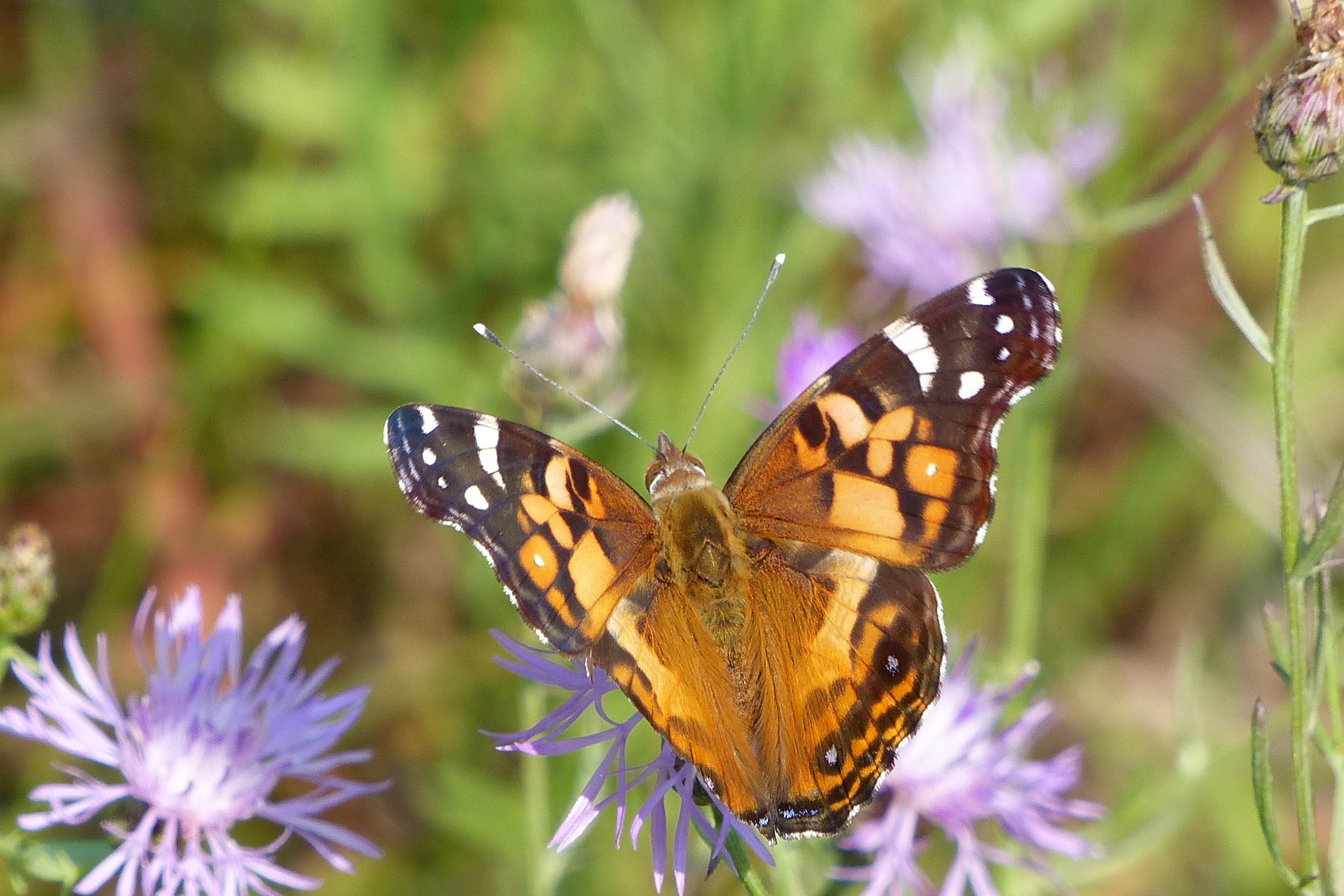 New York Butterflies and Moths of North America