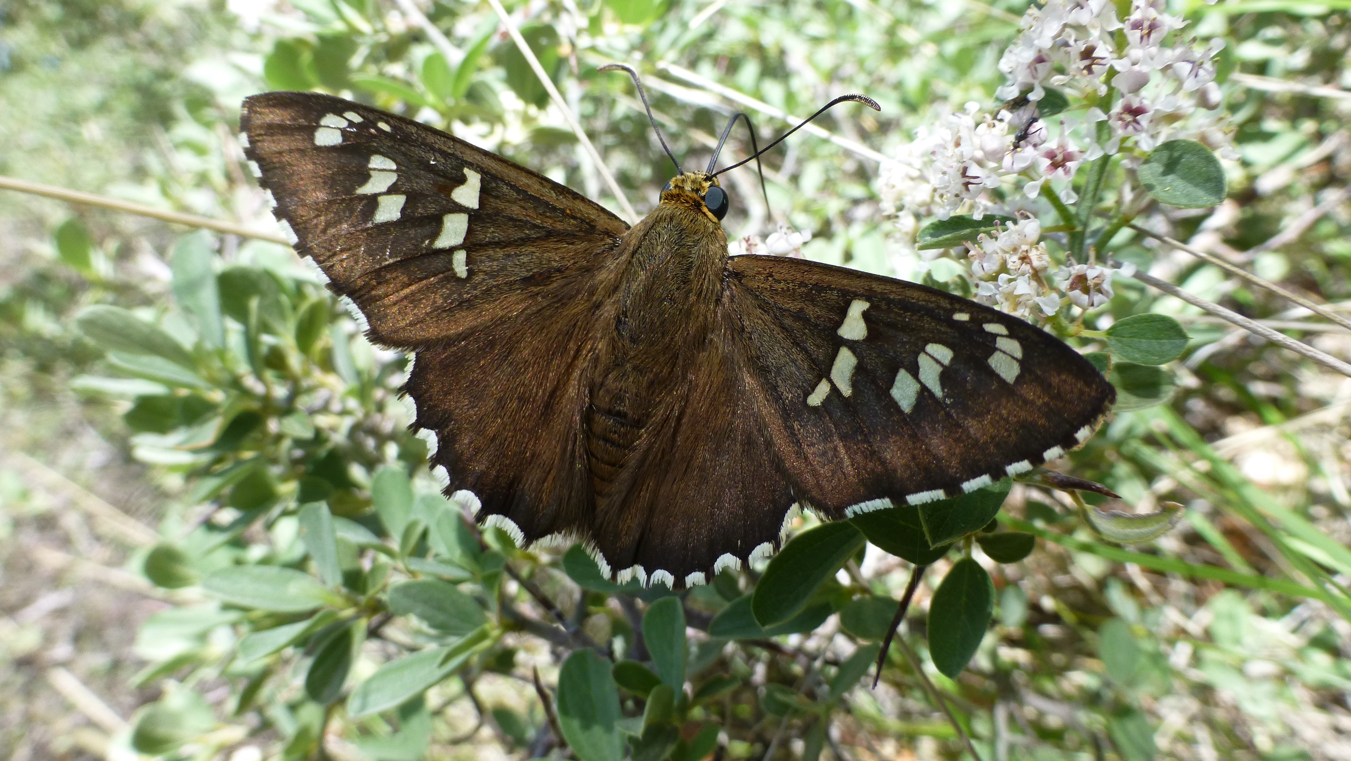 North American Butterfly Identification Chart