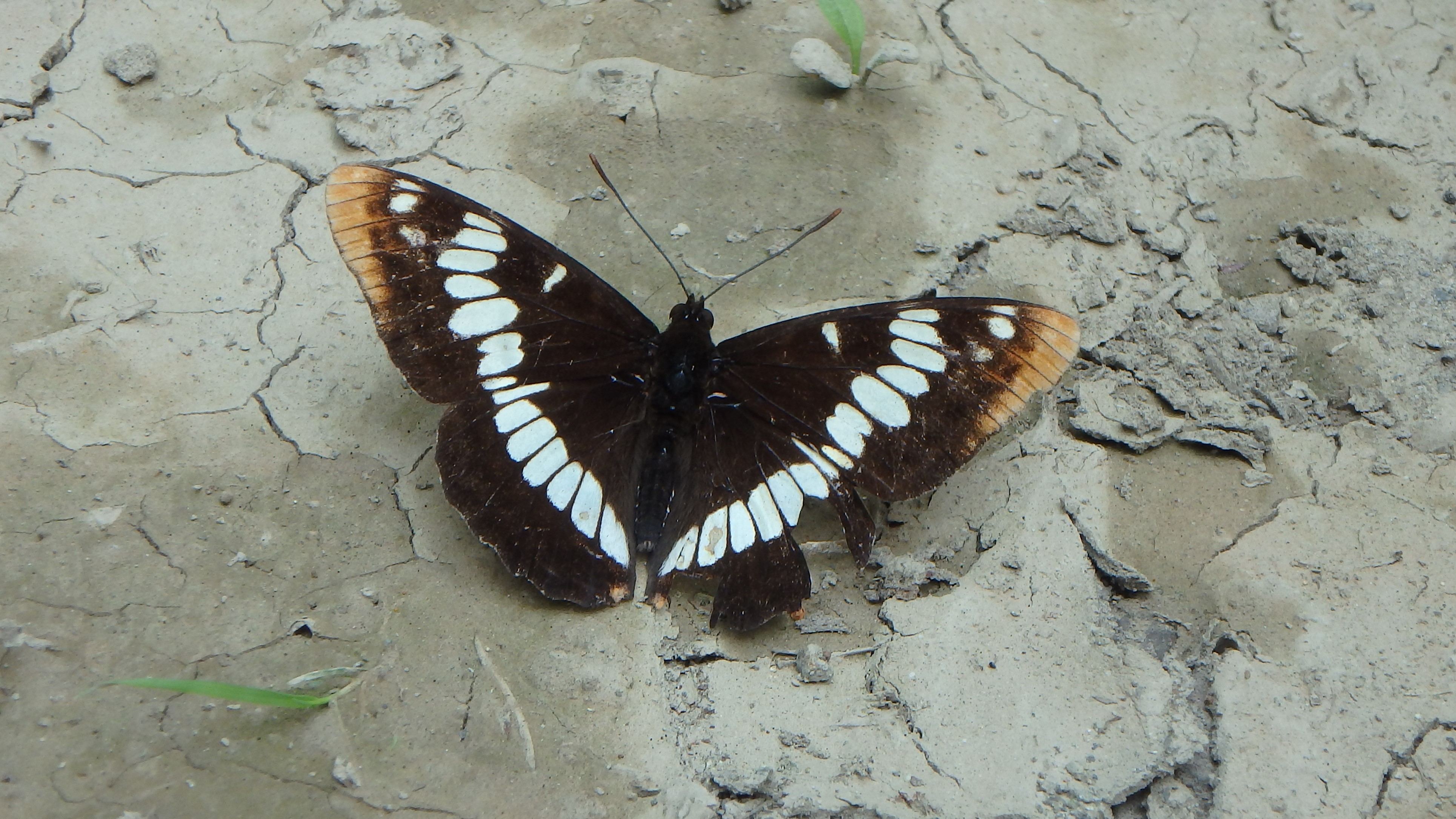 Washington Butterflies and Moths of North America