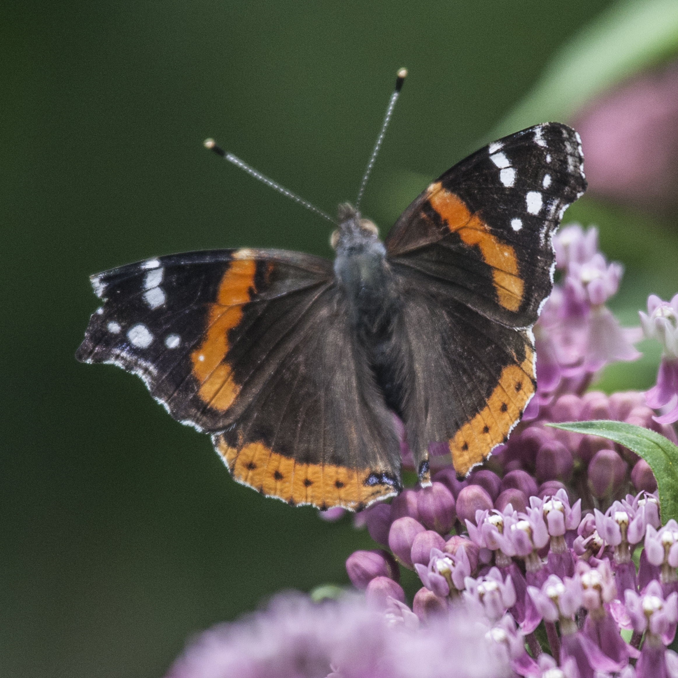 Ohio Butterflies and Moths of North America