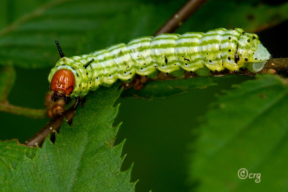 Rosy Maple Moth Caterpillar