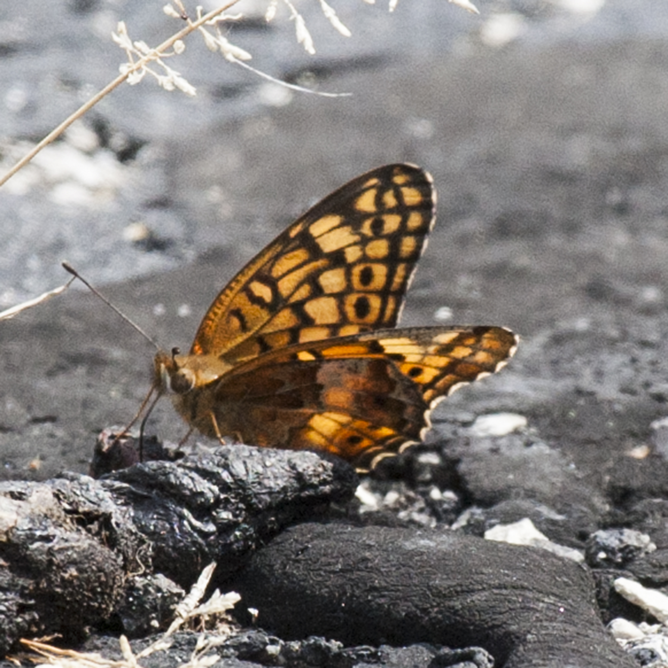 Ohio Butterflies and Moths of North America