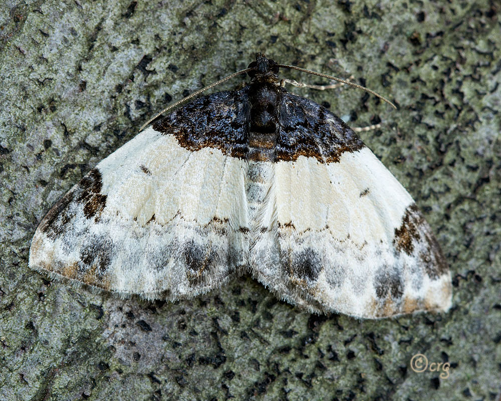 White Cedar Moth
