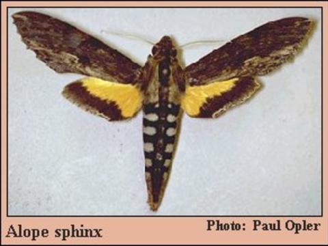 5 Pack Sphingidae Blank Notecards HawkmothSphinxMoth