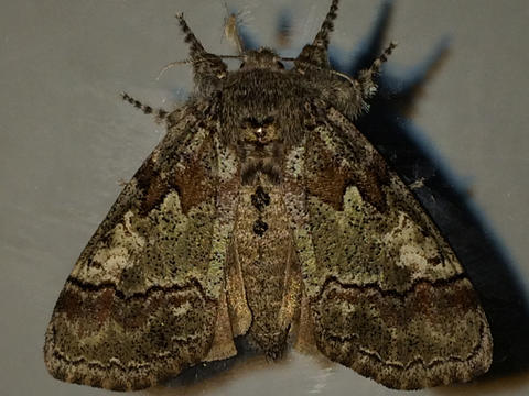 dasychira tussock sharp moth lined 1919 barnes mcdunnough observation jul date