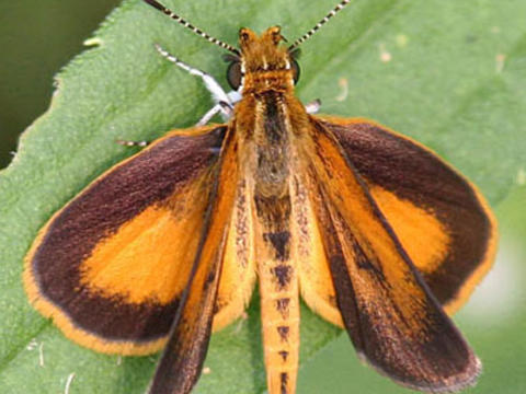 Least Skipper Ancyloxypha numitor (Fabricius, 1793) | Butterflies and ...