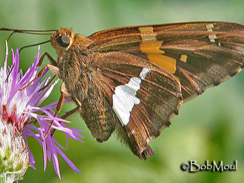 North American Butterfly Identification Chart