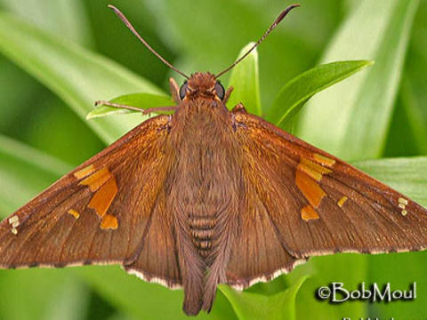 North American Butterfly Identification Chart