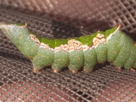 1797 observation caterpillar