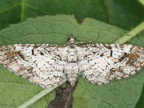 Eupithecia graefii (Hulst, 1896) | Butterflies and Moths of North America