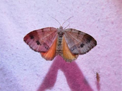 Orange Wing Moth Mellilla Xanthometata Walker 1862 Butterflies