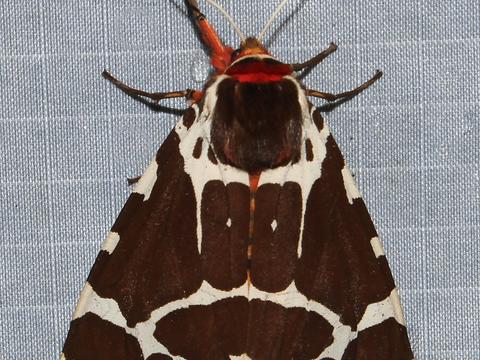 Garden Tiger Moth or Great Tiger Moth Arctia caja (Linnaeus, 1758 ...