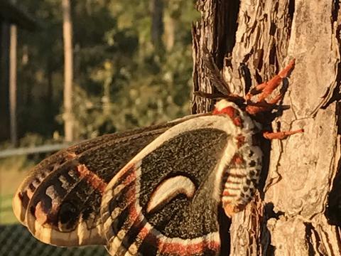 Cecropia silkmoth Hyalophora cecropia (Linnaeus, 1758) | Butterflies
